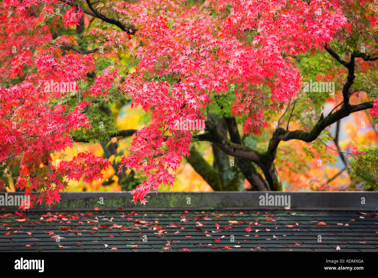 Colorate di acero giapponese (Acer palmatum) foglie durante la stagione momiji a Kinkakuji giardino, Kyoto, Giappone Foto Stock