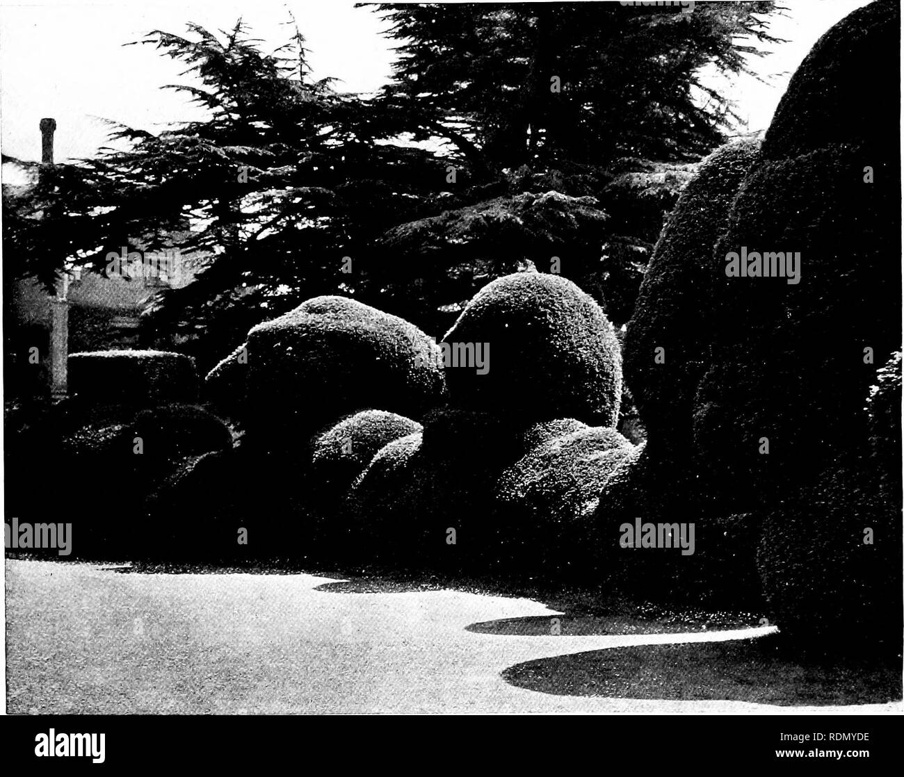 . Giardini per piccole case di campagna. Giardini. Giardini per piccole case di campagna. 129 capitolo XIII.-YEW E ALTRE siepi. Siepi di tasso in antichi giardini- Holly-Ligustro-Lanrel-faggio 'In uso moderno- -Hornbeani approfondito altri alberi per siepi-Box- Topiaria da lavoro. Piantando- Quando il grande inglese le case sono state costruite che non hanno più bisogno di essere fortezze ; quando il loro windows potrebbe tranquillamente guardare all'estero in aperta campagna invece di dare su di una corte interna ; quindi anche il piacere giardino, che finora era necessariamente ristretto, è stata notevolmente ampliata e la sua possibilità di raany sono state sviluppate. Siamo Foto Stock