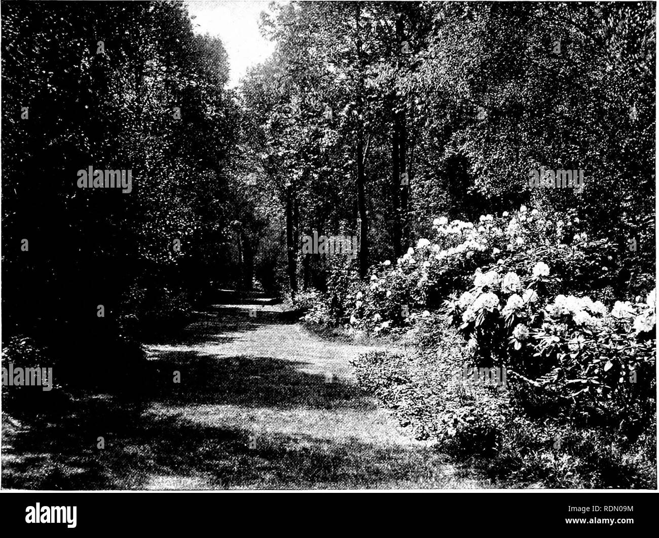 . Giardini per piccole case di campagna. Giardini. ^A^i^ni^ FIG. 49.-un confine speciale di grigio, bianco, rosa e viola. (Fotografia per vedere FIG. 48.) design (Figg. 43 e 45). La Corte ha una pavimentazione circolare, parzialmente tra i due box-refilato letti e parzialmente delimitata da un gradino sollevato accanto alla casa. Sui lati del marciapiede rialzato stand pentole di fern e funkia, formando una buona impostazione di verde per vasi di piante in fiore-gigli, campanule, ortensie, ecc., secondo. FIG. 50.-Il verde del bosco a piedi. Consente di visualizzare il punto "F" SUL PIANO GENERALE (FIG. 44).. Si prega di notare che queste immagini vengono estratte dalla scansione Foto Stock