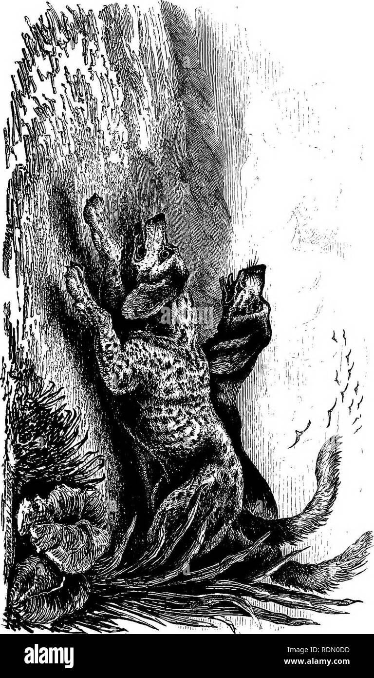 . Lo sportivo il vademecum : contenente le istruzioni complete in tutto ciò che riguarda la riproduzione, allevamento, rompere kennelling e condizionamento dei cani, insieme con numerosi preziose ricette per il trattamento di varie malattie a cui la razza canina è soggetto, come anche un paio di osservazioni sulle pistole, il loro caricamento e trasporto, progettato espressamente per l'uso dei giovani sportivi . Cani; i cani. . Si prega di notare che queste immagini vengono estratte dalla pagina sottoposta a scansione di immagini che possono essere state migliorate digitalmente per la leggibilità - Colorazione e aspetto di queste illustrazioni potrebbero non perfettamente assomigliano a t Foto Stock