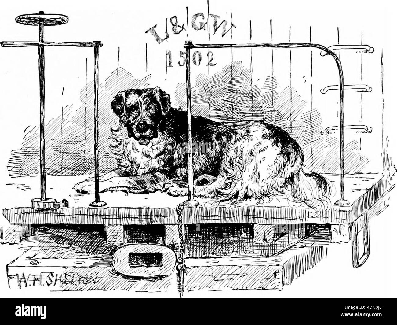 . Quattro piedi, due piedi e i piedi non; o, peloso feathery e animali domestici, e il loro modo di vivere. Il comportamento di animali. JACK ferroviaria. Un cane a Lewes, vicino a Brighton, ha guadagnato il nome della linea ferroviaria Jack, grazie al suo dopo aver viaggiato per la maggior parte delle ferrovie in Inghilterra. Jack salta su un treno che è in procinto di avviare, e mentre il treno è in movimento egli guarda circa il paese come se egli ha goduto la corsa. In^o dubbio che egli fa. Quando il treno si ferma Jack salta giù e rende amici a. una volta con la stazione-master. Egli è ben noto a molti station - Master in Inghilterra. Jack visite raramente qualsiasi stazione più di una volta. H Foto Stock
