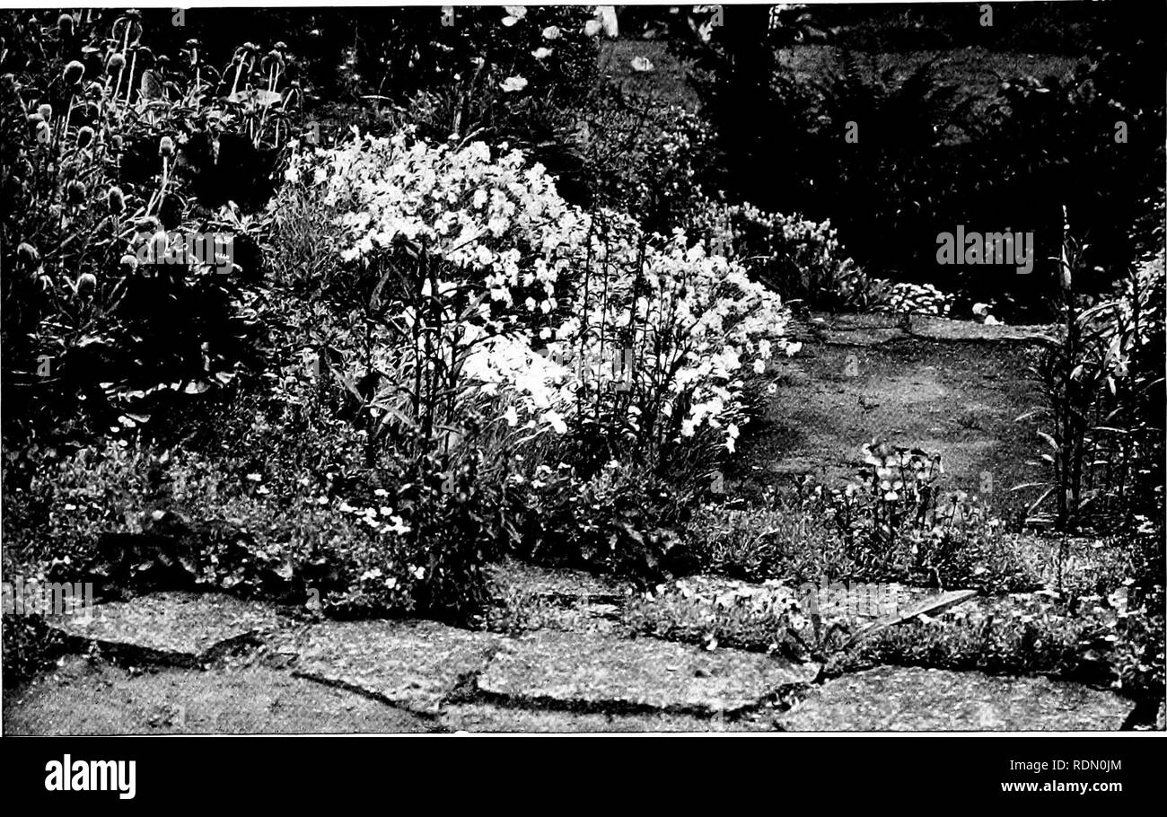 . Giardini per piccole case di campagna. Giardini. Millmead, Bramley.. FIG. 7.-frontiera per gradini inferiori. Punto di vista "c" sul gener.AL PL.-N (FIG. 4) e PL.NTING PIANO (FIG. 6).. Si prega di notare che queste immagini vengono estratte dalla pagina sottoposta a scansione di immagini che possono essere state migliorate digitalmente per la leggibilità - Colorazione e aspetto di queste illustrazioni potrebbero non perfettamente assomigliano al lavoro originale. Jekyll, Gertrude, 1843-1932; Weaver, Lawrence, Sir, 1876-. Londra, vita di paese [ecc. ]; New York, C. Scribner i figli Foto Stock