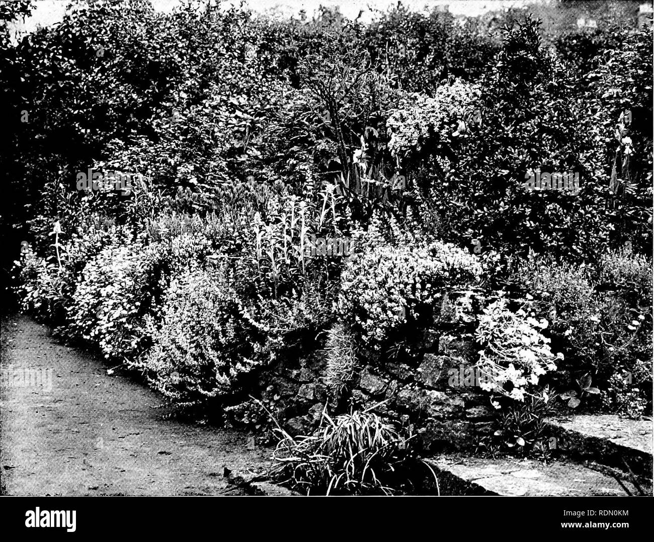. Giardini per piccole case di campagna. Giardini. Milhnead, Brajnley. verde e tranquilla in previsione di un tripudio di luminoso fiore nel giardino principale sul lato soleggiato della casa. Una via stretta, solo cinque piedi largo, conduce tra la casa e la parete ovest per il giardino meridionale. Esso è stato reso interessante mediante l'uso di alcuni vecchi girato colonne di legno che originariamente faceva parte della struttura decorativa delle navi in legno della fine del Settecento e gli inizi del XIX secolo. Pesanti travi di quercia li collegano a coppie lungo il percorso, che è pavimentato in parte con la locale pietra Bargate e parte Foto Stock