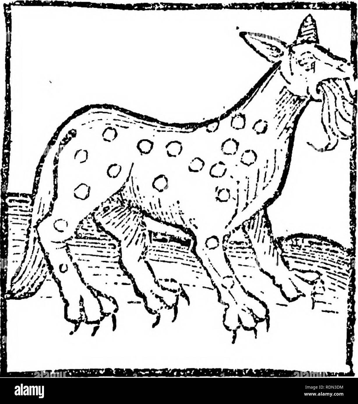 . Storia naturale di Shakespeare il momento; essendo estratti illustrativi del soggetto come egli lo sapeva. Shakespeare, William, 1564-1616; storia naturale. PANTHER.] Storia Naturale. 231 gli occhi. E questa bestia whelpeth ma una volta, e la causa di ciò è noto apertamente :-per quando la cera whelps forte nel grembo della madre, Essi odiano la madre e stracciare il suo grembo con artigli e quindi la madre avrà lasciato passare e li whelpeth. La pantera odia il drago e il drago fugge lui. E quando egli ha mangiato a sufficienza piena, egli nasconde a lui nella sua tana e dorme continuamente quasi tre giorni e alza af Foto Stock