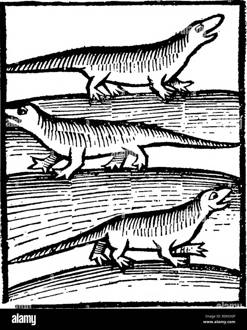 . Storia naturale di Shakespeare il momento; essendo estratti illustrativi del soggetto come egli lo sapeva. Shakespeare, William, 1564-1616; storia naturale. MI88 SHAKESPEARE'S [Lizard. Il veleno della lucertola è mortale e il rimedio per essa è fatta da triturare carne di scorpioni. Non vi è nessun animale più fallace di lucertola, ed egli uomo invidia. Nella carne della lucertola è virtù per estrazione di schegge e spine. Il suo grasso ingrasso, molto. Hortus Sanitatis, bk. ii. § 130. La Lucertola quando egli si trova troppo aperto al caldo sole sviene e muore. Heyu-ood "Anna e Phillis," EMB. 16.. Quando Foto Stock
