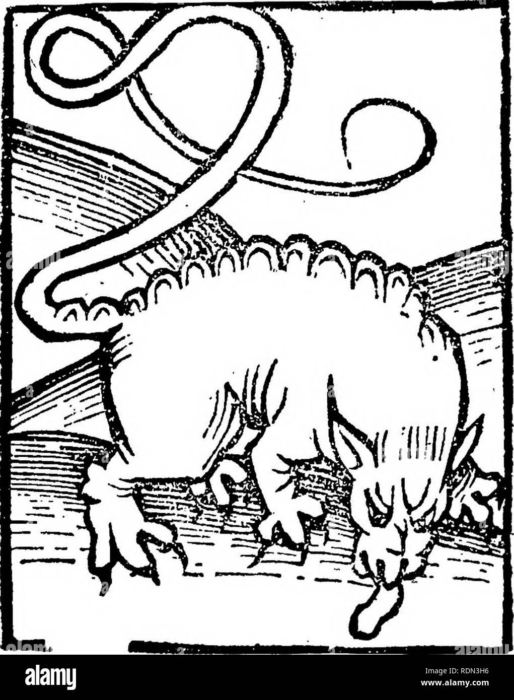 . Storia naturale di Shakespeare il momento; essendo estratti illustrativi del soggetto come egli lo sapeva. Shakespeare, William, 1564-1616; storia naturale. i"o SHAKESPEARE'S [libbard.. whale rondini l'acqua e lo respinge, e respinge che molto fallo puzza, e così consente di risparmiare e lo difende e il suo. Hortus Sanitatis, bk. ii. § 84, e bk. iv. § 50. Libbard. Giglio. Amore del lavoro perso, v. 2, 551, V. Leopard. La sua radice con bevuto vino guarisce mordere di serpenti e sovviene alle contro la malizia e il veleno delle rane. Bartolomeo (Berthelet bk. xvii. % 91. I^^'s se la radice è curiosamente aperti e il Foto Stock