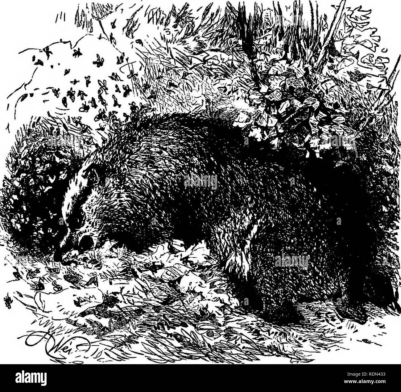 . Brevi schizzi del wild sport &AMP; storia naturale delle highlands. Caccia; storia naturale. i!.t-"=. ^^- BADGER E WASFS' NEST CAPITOLO XXXI Il Badger: Antichità di; pulizia ; dimora di; cibo ; Famiglia di intrappolamento di Badgers-aneddoti-Escape di Badger-aneddoti-forza della crudeltà di a. Tra gli abitanti aborigeni del nostro wilder distretti, che rischiano di essere presto estirpare, potremmo fare i conti che antica e pacifica, e rispettabile quadruped, il badger ; ^ di una antica famiglia egli è certamente-resti fossili che sono stati trovati di dimostrare la sua gara a sono state co-inesistente con t Foto Stock