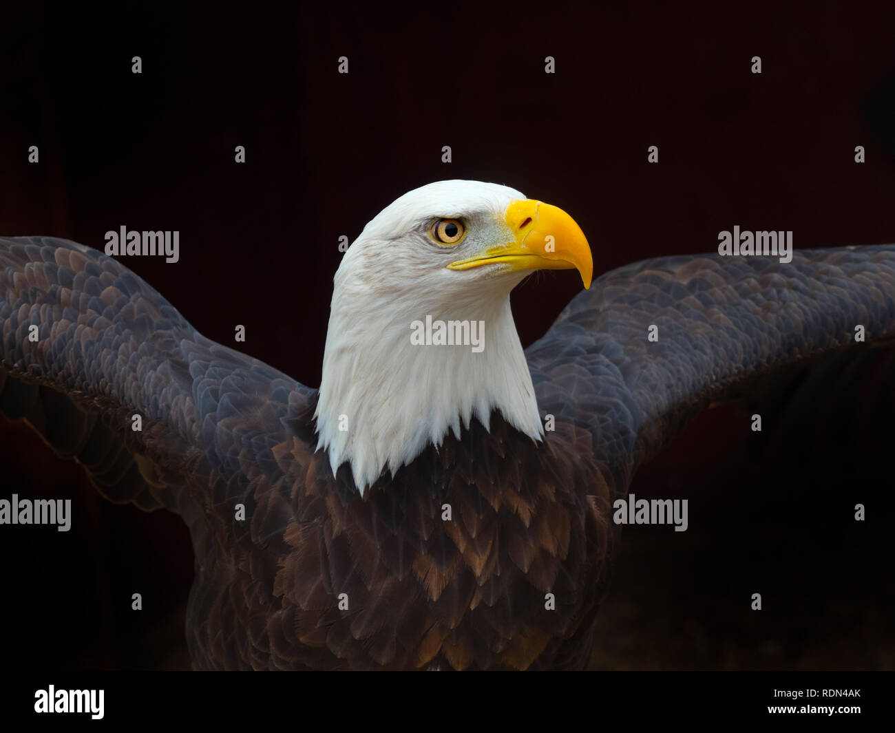 Maschio di aquila calva Haliaeetus leucocephalus Foto Stock