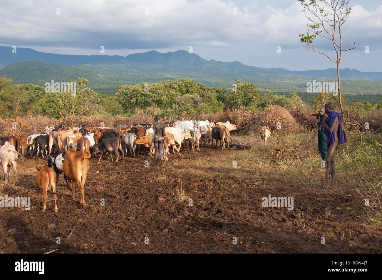 Surma herder con allevamento di bestiame nei pressi di Tulgit, Omo River Valley, Etiopia, Africa Foto Stock