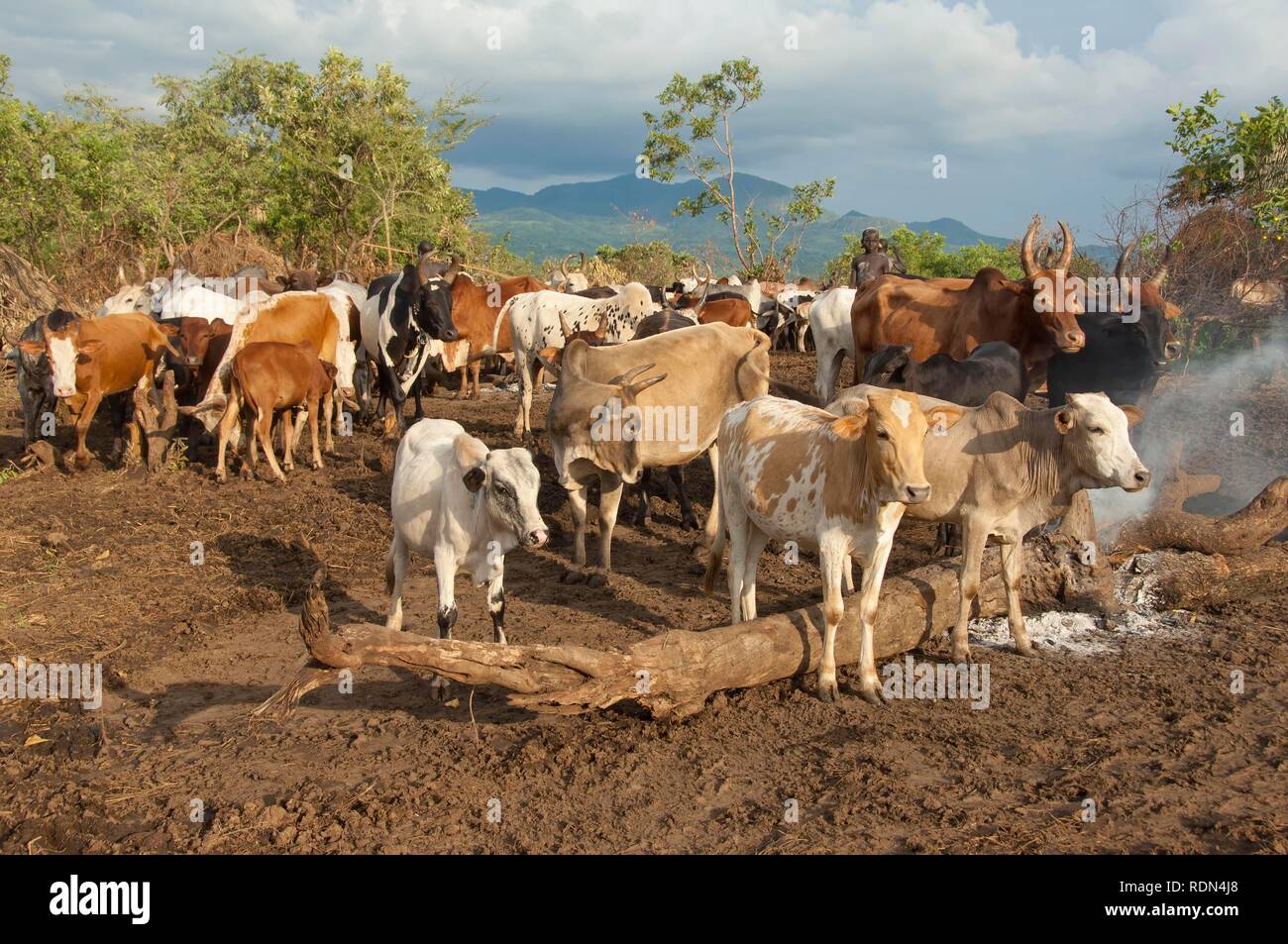 Surma herder con allevamento di bestiame nei pressi di Tulgit, Omo River Valley, Etiopia, Africa Foto Stock