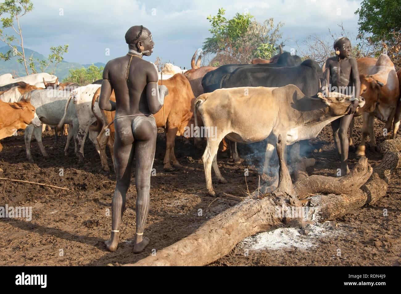 Surma herder con allevamento di bestiame nei pressi di Tulgit, Omo River Valley, Etiopia, Africa Foto Stock