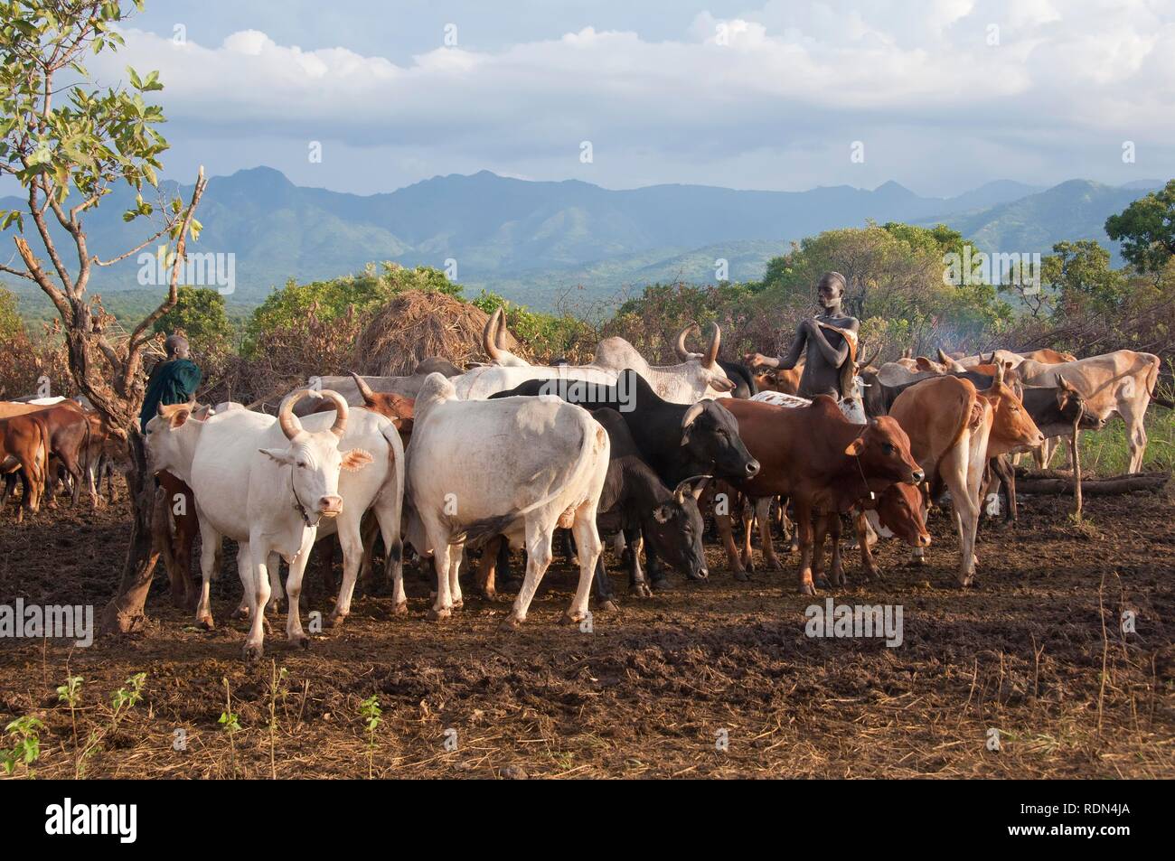 Surma herder con allevamento di bestiame nei pressi di Tulgit, Omo River Valley, Etiopia, Africa Foto Stock