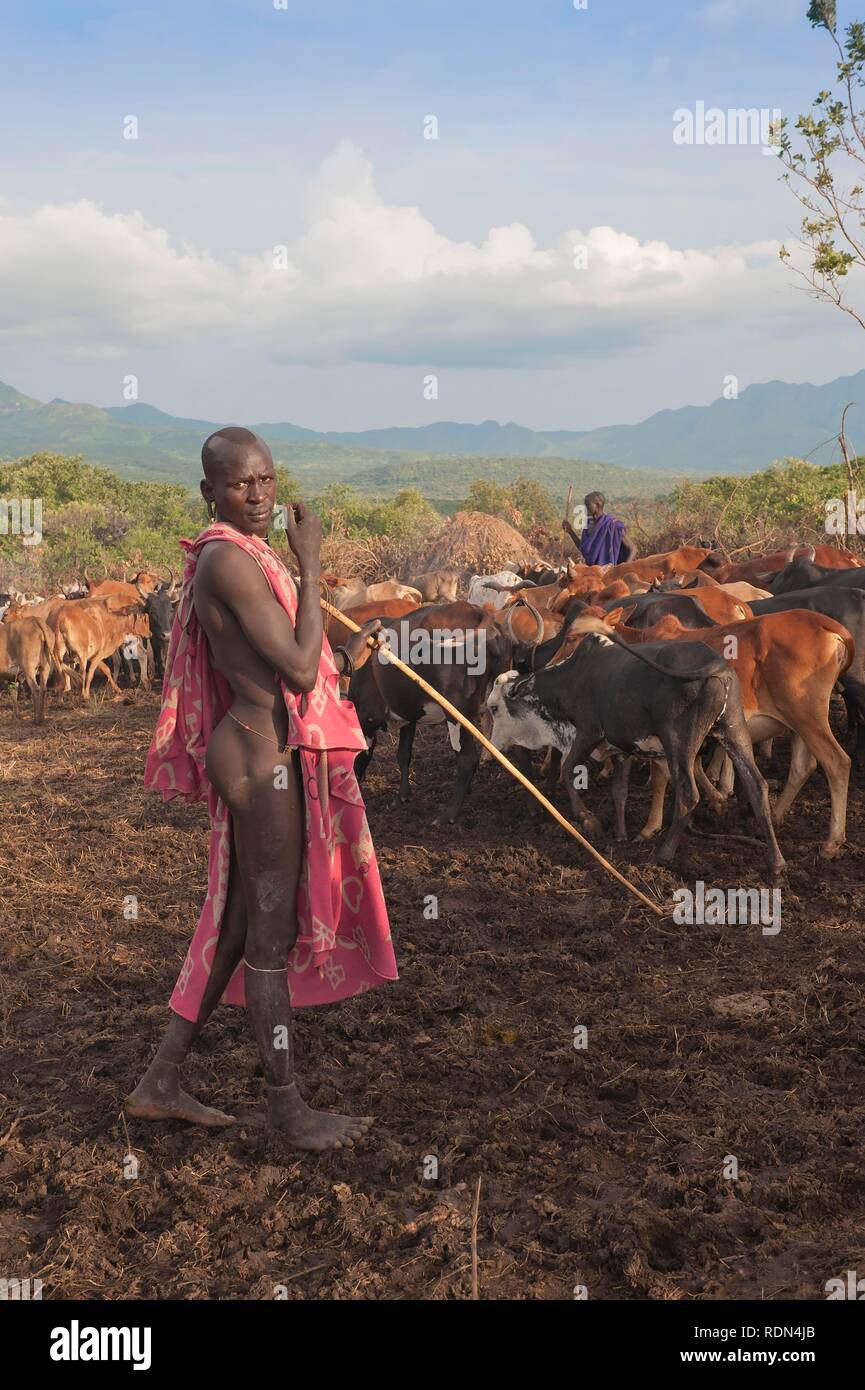 Surma herder con allevamento di bestiame nei pressi di Tulgit, Omo River Valley, Etiopia, Africa Foto Stock