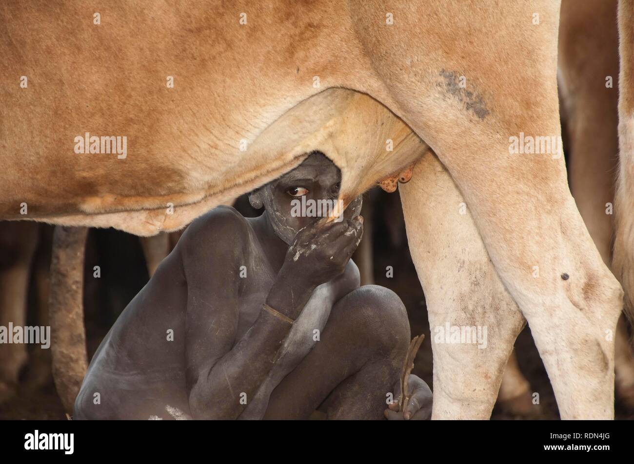 Surma ragazzo di bere il latte di mammella cow's, Omo River Valley, Etiopia, Africa Foto Stock