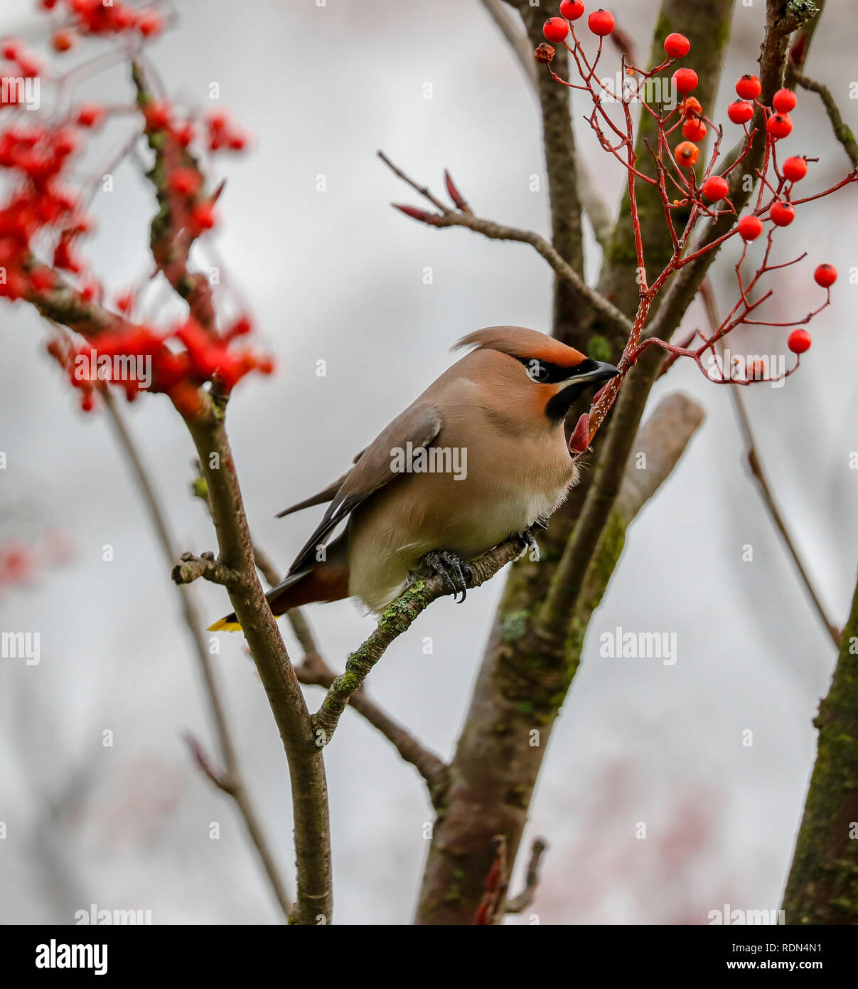 Waxwing nella struttura ad albero Foto Stock