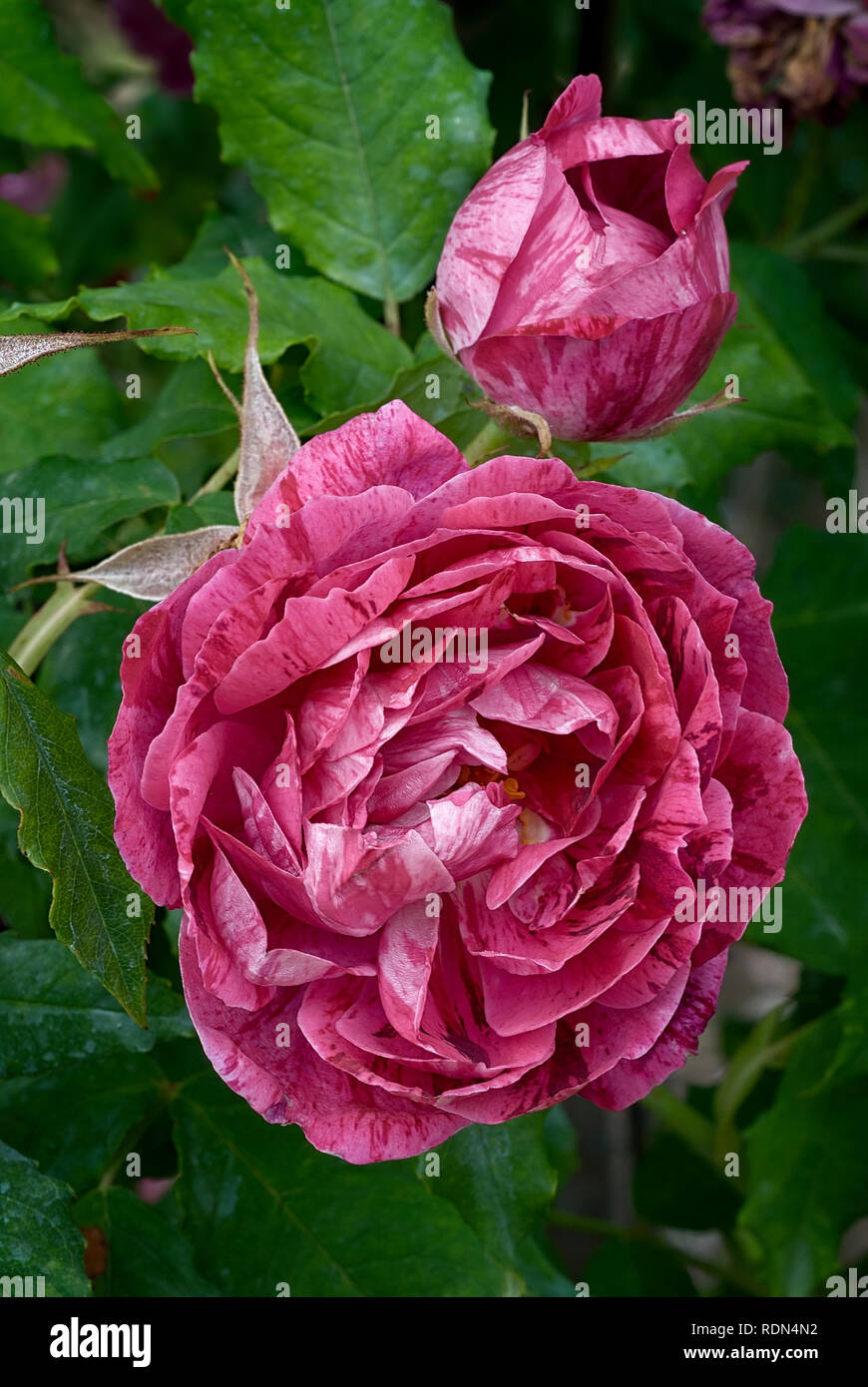 Rosa cv. Panachée d'Angers; Commandant Beaurepaire; Rosacee; shurb; Gallica, ibridi perpetui; fiore doppio rosa chiaro, strisce Viola. Foto Stock