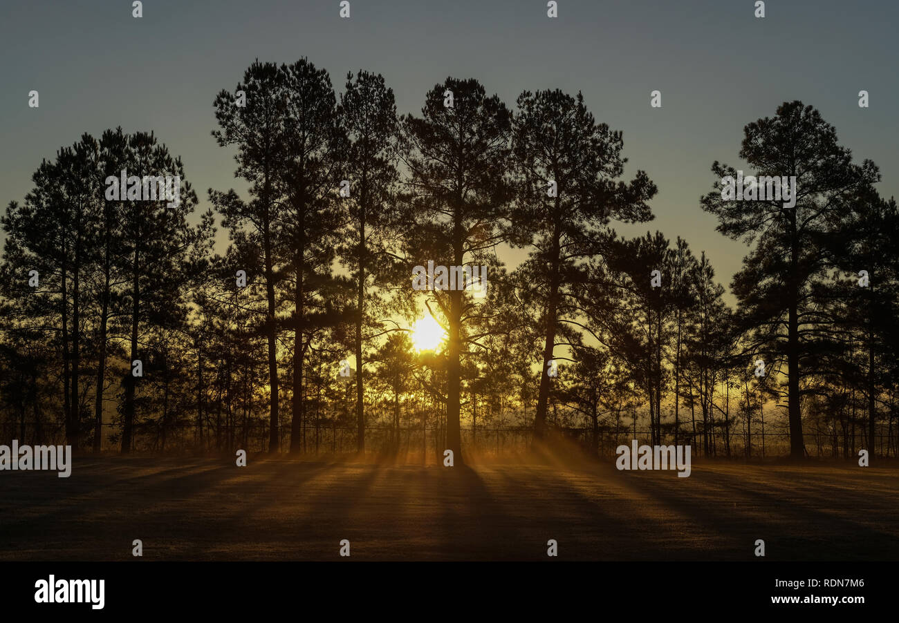 Retroilluminato con alberi di Sunrise Foto Stock