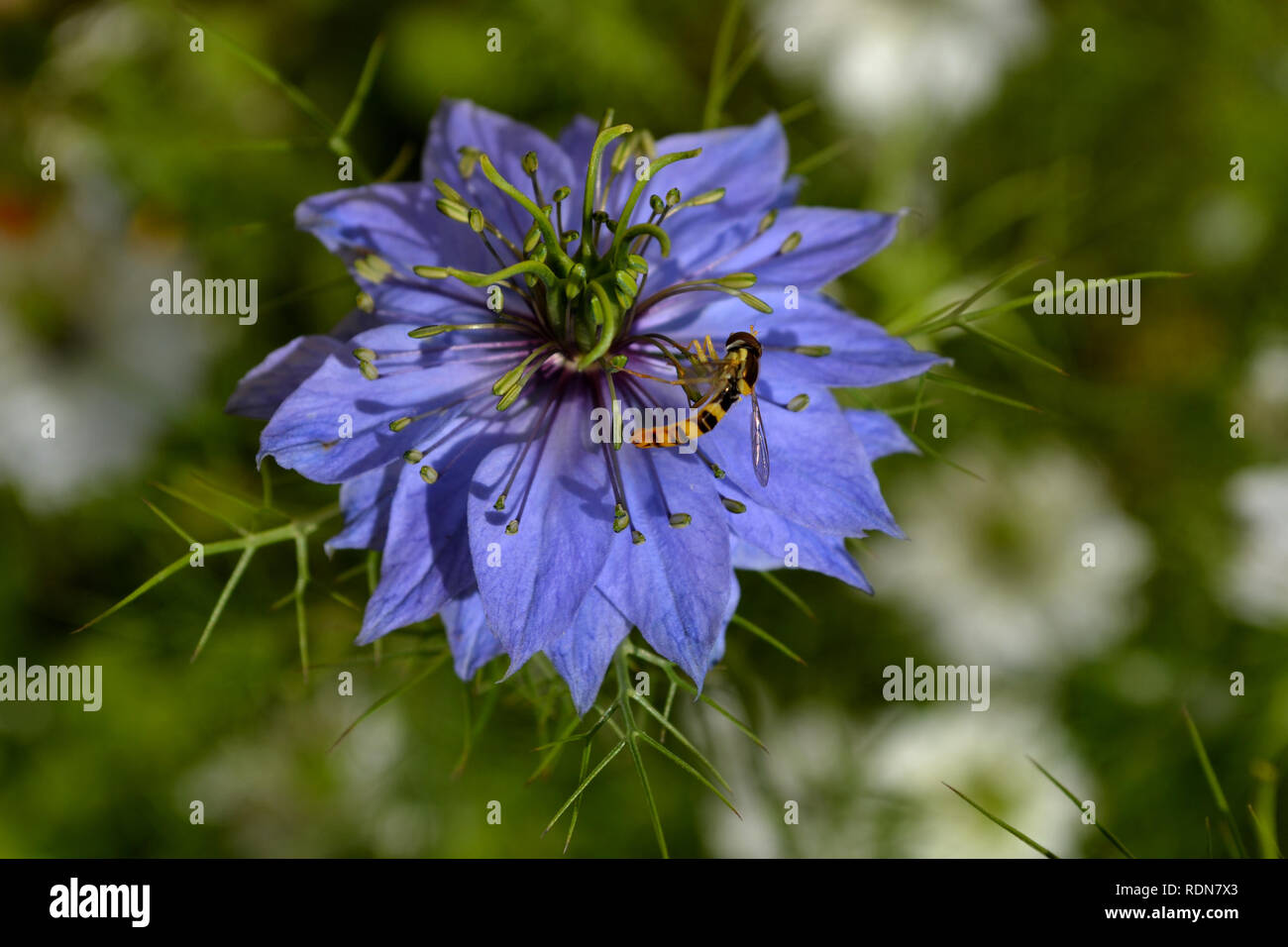 Nigella blu in giardino Foto Stock