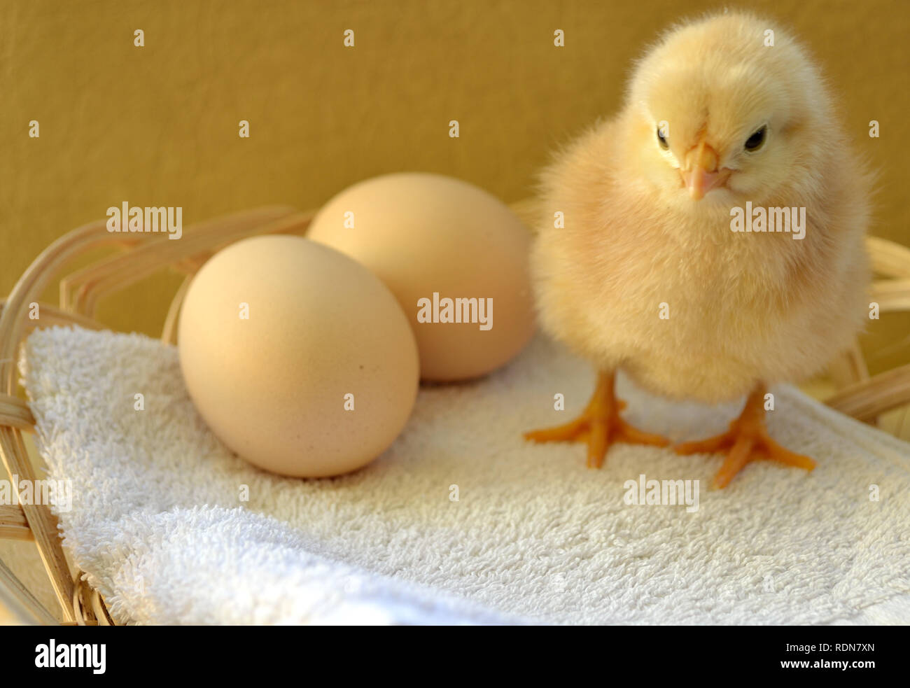 Pollo e uova, Gallus gallus domesticus Foto Stock