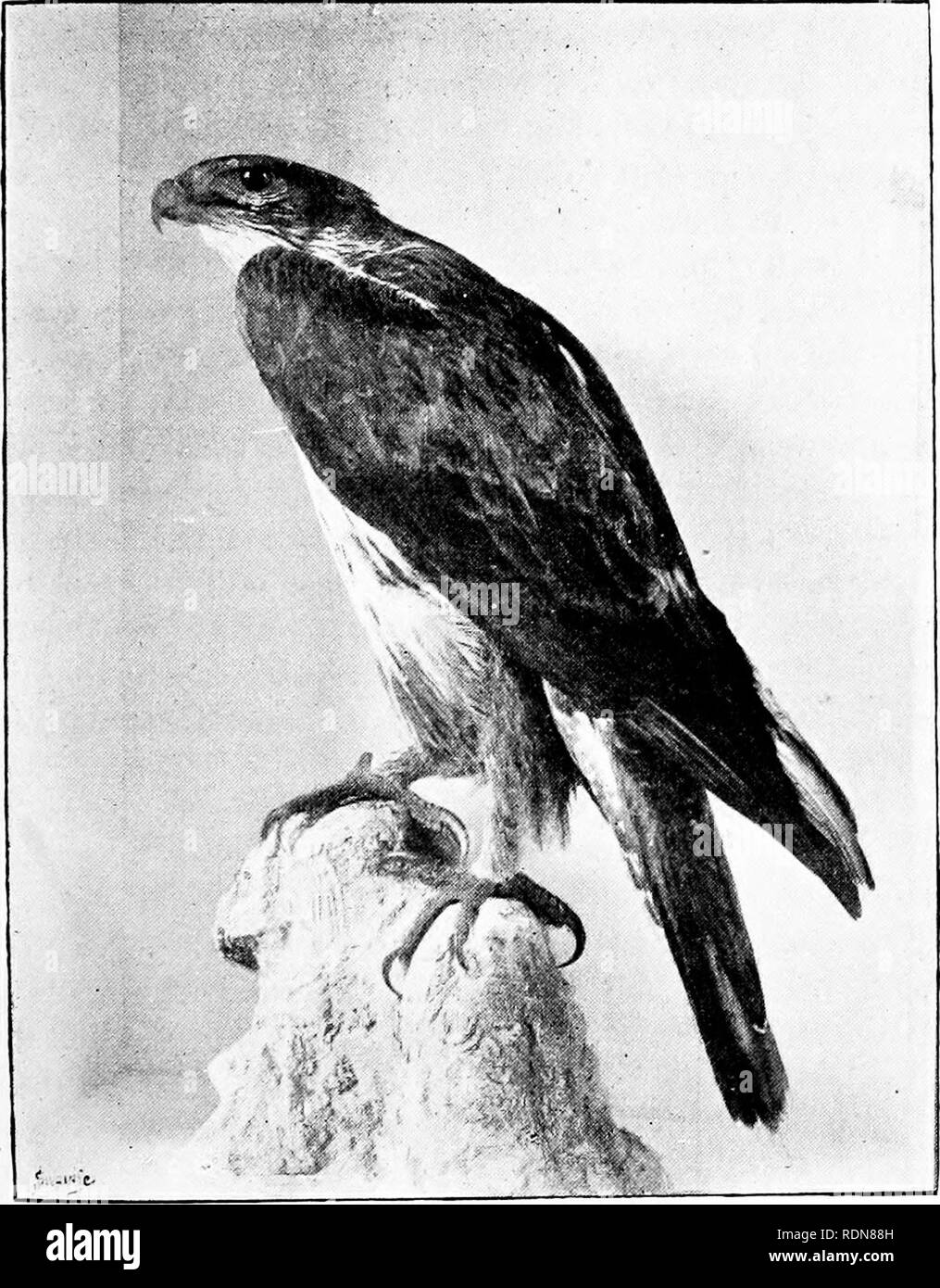 . Wild Spagna (Espan?Un agreste ha): i record di sport con un fucile, asta e gun; storia naturale e di esplorazione. Storia naturale; Caccia; gioco e gioco-uccelli. Esperienze con aquile e avvoltoi. 217 distanza lungo il pendio. Dopo aver strisciato a questi, io per- ricevuto l'aquila alacremente sistemando la sua preda in una leggera depressione del terreno. Ella era solo quaranta metri, ancora il sit- ting shot (costeggiata sulla) non ha prodotto alcun effetto. Un " filo verde-. BONELLl'S EAGLE. (Femmina adulta, Chiusa Luglio 10th, 1S72.), cartuccia n. 1 " da sinistra, ha rotto un ala come ella si alzò e, dopo qualche piccolo problema, ella w Foto Stock