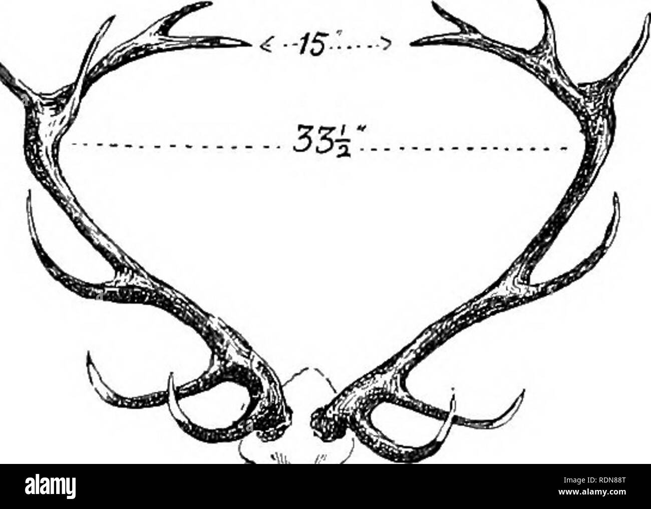 . Spagna inesplorate. Caccia; storia naturale. Sierra Morena 167 abbiamo notato l'acqua-toporagni tranne che in questa occasione. Mentre ancora guardando l'acqua-fate, un altro movimento catturato l'angolo di un occhio; con lenta a sedare i passaggi, grigio di un wild cat stava scendendo il versante opposto. Lei ha visto niente, tuttavia la lungimiranza del '303 carbine era recusant è sceso a scendere nel nick e una miss ha portato. Ma ciò che un legato il felino ha dato come una pallottola ad espansione (a 2000 piedi una seconda velocità) infranto la sierra la metà di un pollice sopra la schiena! Un incidente si è verificato nei pressi di questo punto (anche se in un altro sì Foto Stock