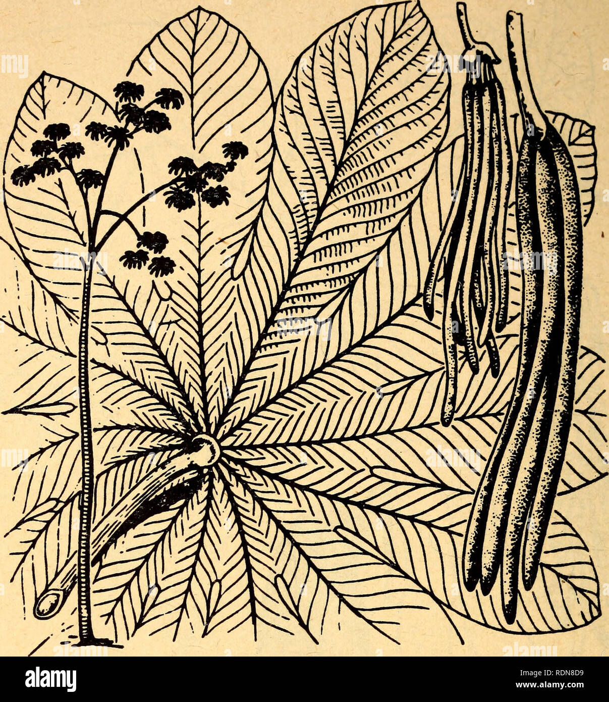 . Commestibili e piante velenose della regione dei Caraibi. Piante commestibili; piante velenose; Botanica. 90. 72. Struttura a campana Cectopia spp. Attenzione: i rami della struttura a campana sono cave e sono abitate da sciami di piccole formiche che mordono dolorosamente appena una foglia o ramo è toccato. Il lungo cavo-come dorsi dei piccoli frutti carnosi può essere mangiato, ma sono un povero sub- stitute per cibo. Questo di medie dimensioni albero cresce abbondantemente nella pianura di America tropicale. Essa ha una superficie liscia tronco quasi di colore bianco e a pochi rami vicino al top con grandi foglie rigide di colore verde sulla parte superiore e bianco su t Foto Stock