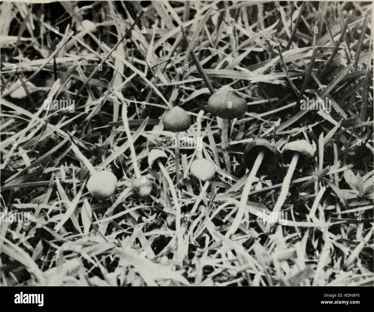 . Commestibili e funghi velenosi del Canada. I funghi velenosi; i funghi commestibili. La figura 431. Psilocybe semilanceata. 307. Si prega di notare che queste immagini vengono estratte dalla pagina sottoposta a scansione di immagini che possono essere state migliorate digitalmente per la leggibilità - Colorazione e aspetto di queste illustrazioni potrebbero non perfettamente assomigliano al lavoro originale. Boschetti, J. Walton. Ottawa : Ramo di Ricerca, agricoltura Canada Foto Stock