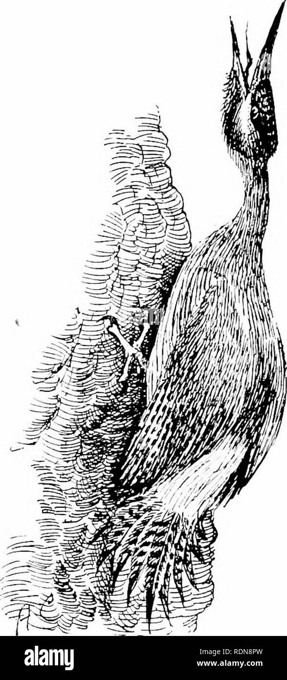 . Spagna inesplorate. Caccia; storia naturale. Spagnolo WijOlJPECKEK verde ((Jcrinn^ slurrpc:) Ij Aliglitiug. (2) Invito. Egli aliffhts sul rouu"li l)arca di querce da sughero davanti, clino-s in rigide aplomb mentre il rilevamento della pelliccia spot qualsiasi segno di pericolo, quindi sporge verso l'alto un serpente-come il collo e con Ijeak verticale dà via una serie di shrieks maniacale che risuonano throuo-h i silenzi." con tutti i mezzi a guardare e studiare ogni fase della wild- ' Vi sono naturalmente exceiitioiis, come golilen |ilo'crs, riill, iluiiliii, godwits, kiiols, che fanno supporre un abito primaverile. - Tliis, sud Foto Stock