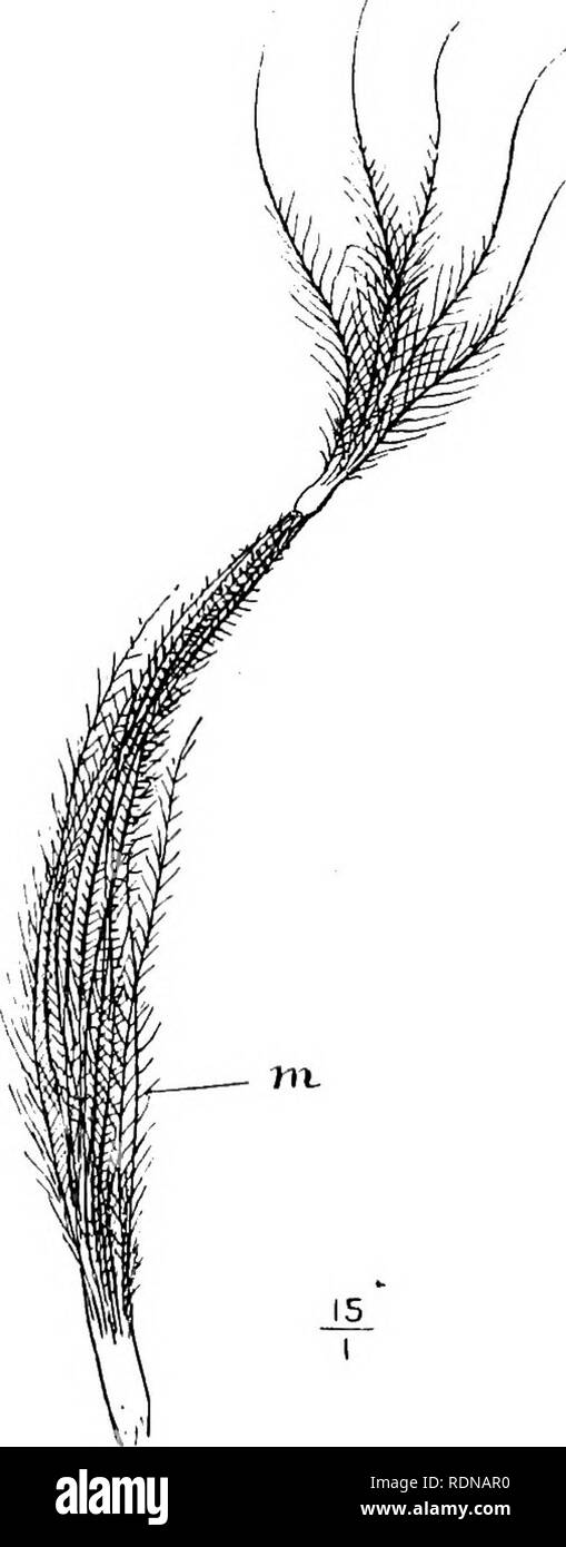 . Storia naturale. Geologia, zoologia e botanica. W. p. PYCRAFT. neossoptiles rappresentano diverse generazioni di piume, e che quindi il pre-pennse, come ho altrove (11) chiamato quelli neossoptiles contorno precedente piume, non sono, come alcuni apparentemente attesa, una parte di-" agenti in anticipo " di piume di contorno che riescono a loro. Di conseguenza, il fatto che la maggior parte dei rami del pre-pennae in Pygoscelis adelise sono direttamente fissati alle punte dei rami del dopo-albero della riuscendo teleoptile è in un certo senso fatto notevole, soprattutto poiché in tutte le altre istanze Foto Stock