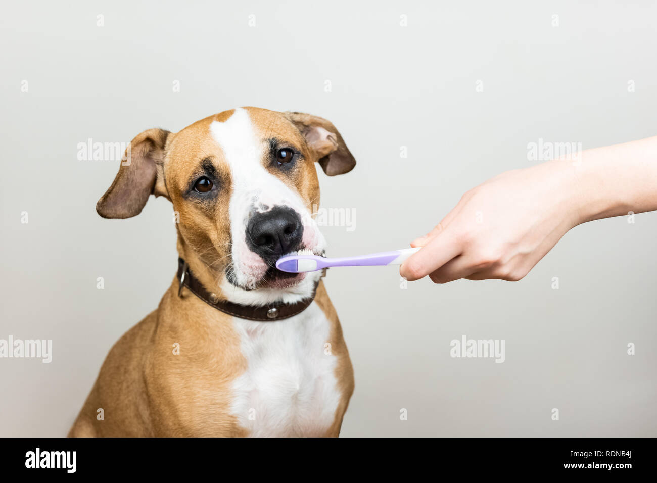 Cane e uno spazzolino da denti in uno sfondo bianco, il concetto di animali domestici igiene dentale. Mano femmina utilizza uno spazzolino da denti a pulire il cane i denti Foto Stock