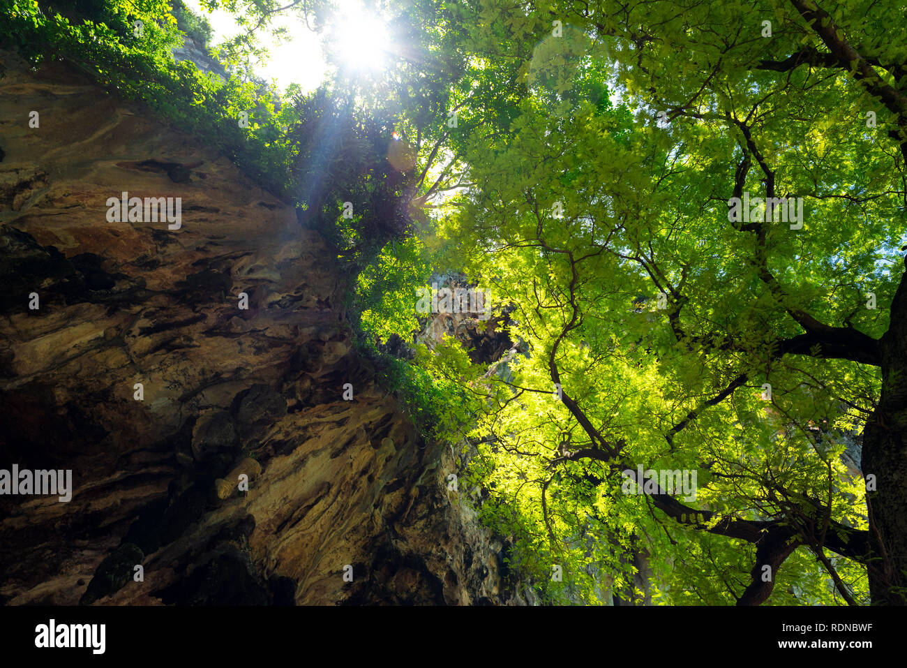 Giungle sulla penisola di Railay, provincia di Krabi, Thailandia. Il fogliame di un grande albero incontra una roccia calcarea e formare immensa ombra fresca. Foto Stock