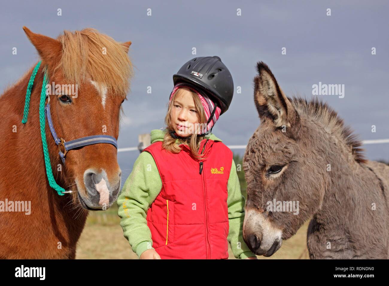 Bambina con un pony e un asino Foto Stock