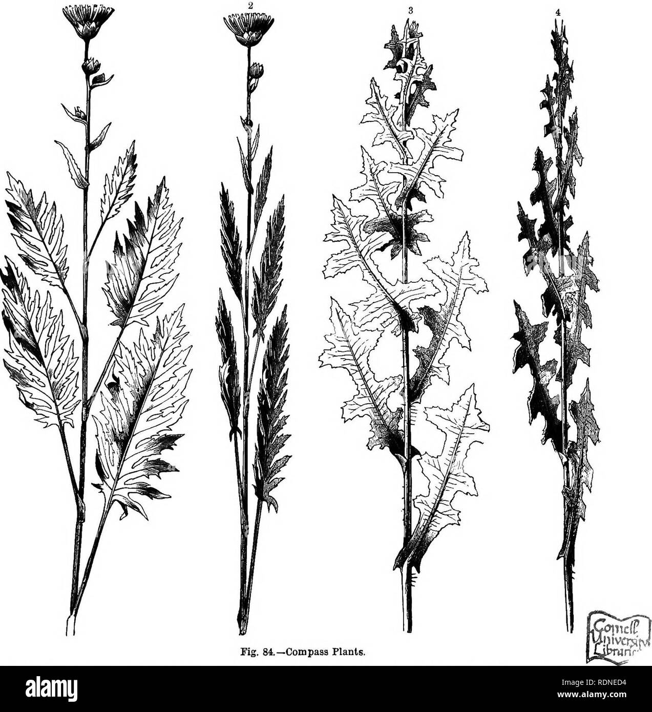 . La storia naturale delle piante, le loro forme, la crescita, la riproduzione e la distribuzione;. La botanica. La forma e la posizione del tessuto traspirante foglie e rami. 337 peculiarità. In Spagnolo la flora, per esempio, è un Umbellifer (Buplewum verhcale) le cui foglie sono così ritorto con riguardo al sole che ricordano uno forzatamente della Australian Acacias. Molti i compositi, specialmente ampiamente distri- buted Wild Lattughe (Lactuca Scanola), che cresce su suolo asciutto in Europa Centrale,. lSUphium laciniatum, visto da est. 2 Lo stesso impianto visto da sud. 3 Lactuca Scariola, visto da est, * Foto Stock