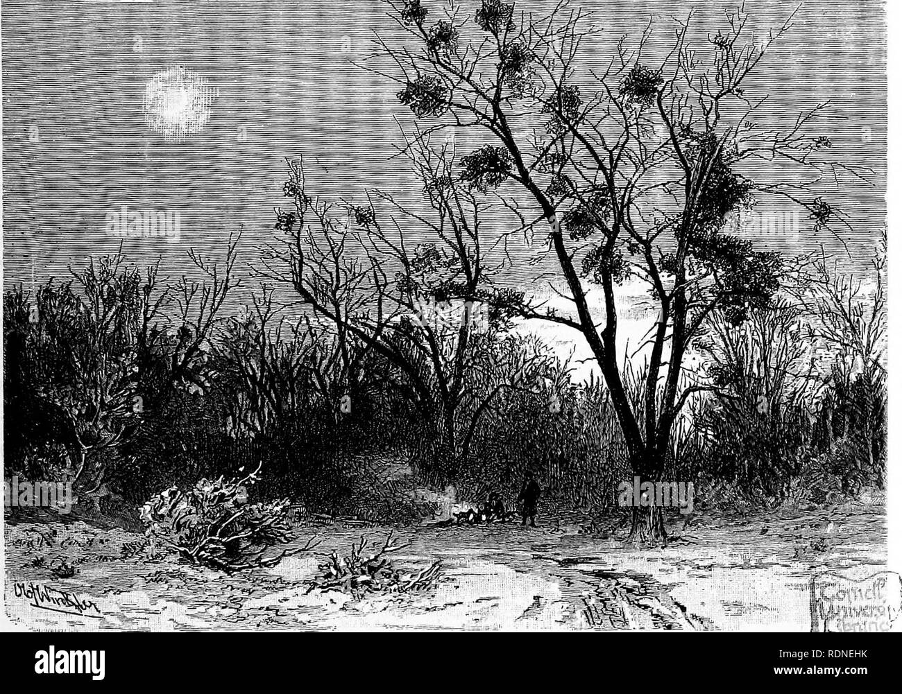 . La storia naturale delle piante, le loro forme, la crescita, la riproduzione e la distribuzione;. La botanica. E MISTLETOES LORANTHUSES. 207 a bastone con la radicle della piantina rivolto lontano trom il ramo; tutto l'asse dell'embrione curva verso la superficie della corteccia in un sorprendente modo. In tal modo il radicle sempre raggiunge la corteccia e aver fatto in modo che diventi adpressed e cementato la sua superficie, si diffonde se stesso nella forma di una massa pastosa, e così si sviluppa in un normale attacco-disco. Dal suo centro un esile pro- cesso oggi cresce nella corteccia dell'host-pianta, perforazione del latt Foto Stock . La storia naturale delle piante, le loro forme, la crescita, la riproduzione e la distribuzione;. La botanica. E MISTLETOES LORANTHUSES. 207 a bastone con la radicle della piantina rivolto lontano trom il ramo; tutto l'asse dell'embrione curva verso la superficie della corteccia in un sorprendente modo. In tal modo il radicle sempre raggiunge la corteccia e aver fatto in modo che diventi adpressed e cementato la sua superficie, si diffonde se stesso nella forma di una massa pastosa, e così si sviluppa in un normale attacco-disco. Dal suo centro un esile pro- cesso oggi cresce nella corteccia dell'host-pianta, perforazione del latt Foto Stock