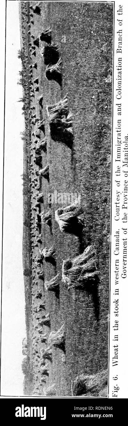 . Saggi sul frumento : compresa la scoperta e l'introduzione del marchese di frumento, la storia degli inizi della la coltura del grano in Manitoba, frumento nel Canada occidentale, l'origine di rosso bobs e kitchener e il frumento selvatico della Palestina . Frumento Frumento. . Si prega di notare che queste immagini vengono estratte dalla pagina sottoposta a scansione di immagini che possono essere state migliorate digitalmente per la leggibilità - Colorazione e aspetto di queste illustrazioni potrebbero non perfettamente assomigliano al lavoro originale. Buller, A. H. Reginald (Arthur Henry Reginald), 1874-1944. New York : La Macmillan Company Foto Stock
