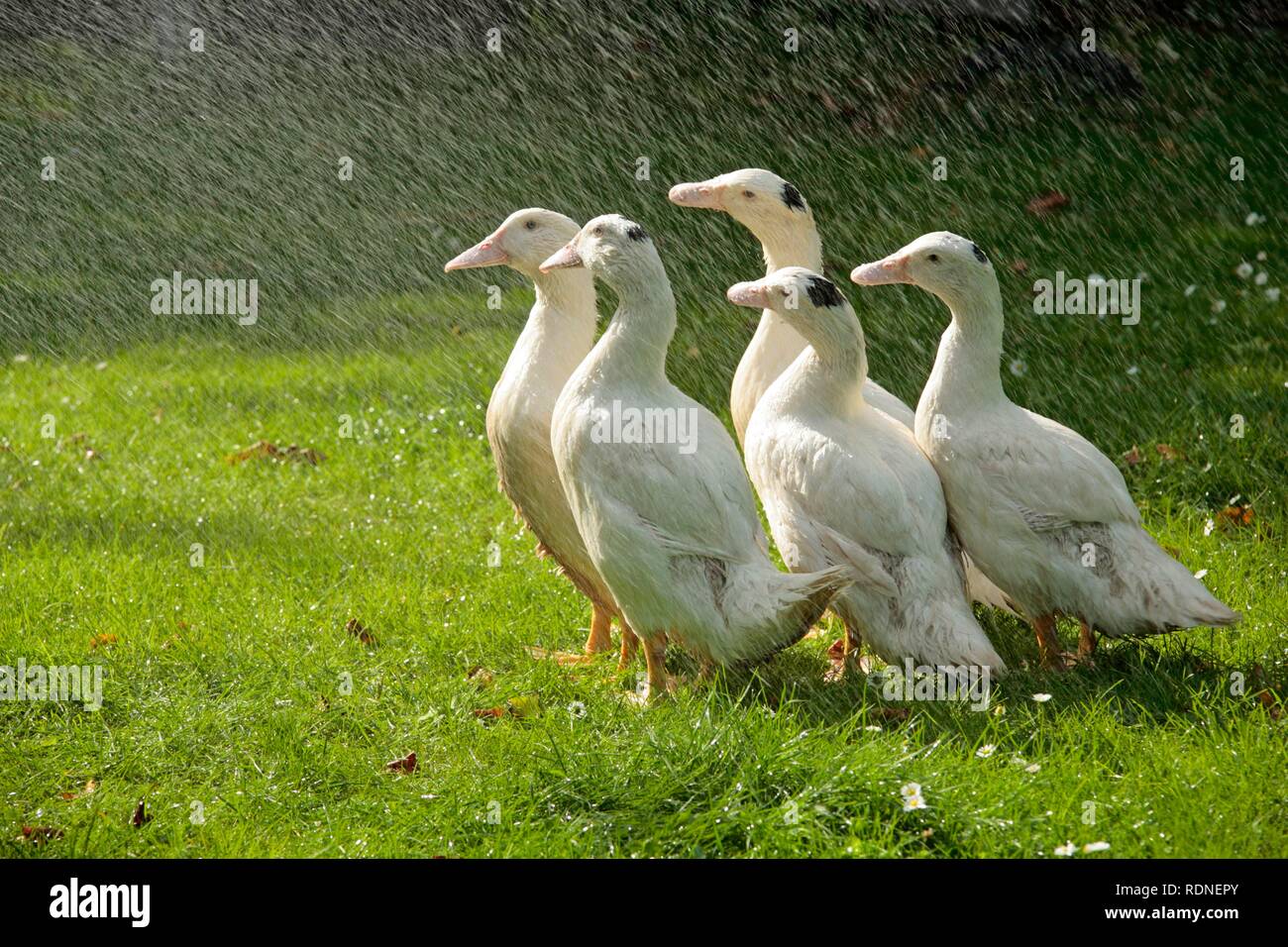 Cinque anatre godendo di una doccia Foto Stock