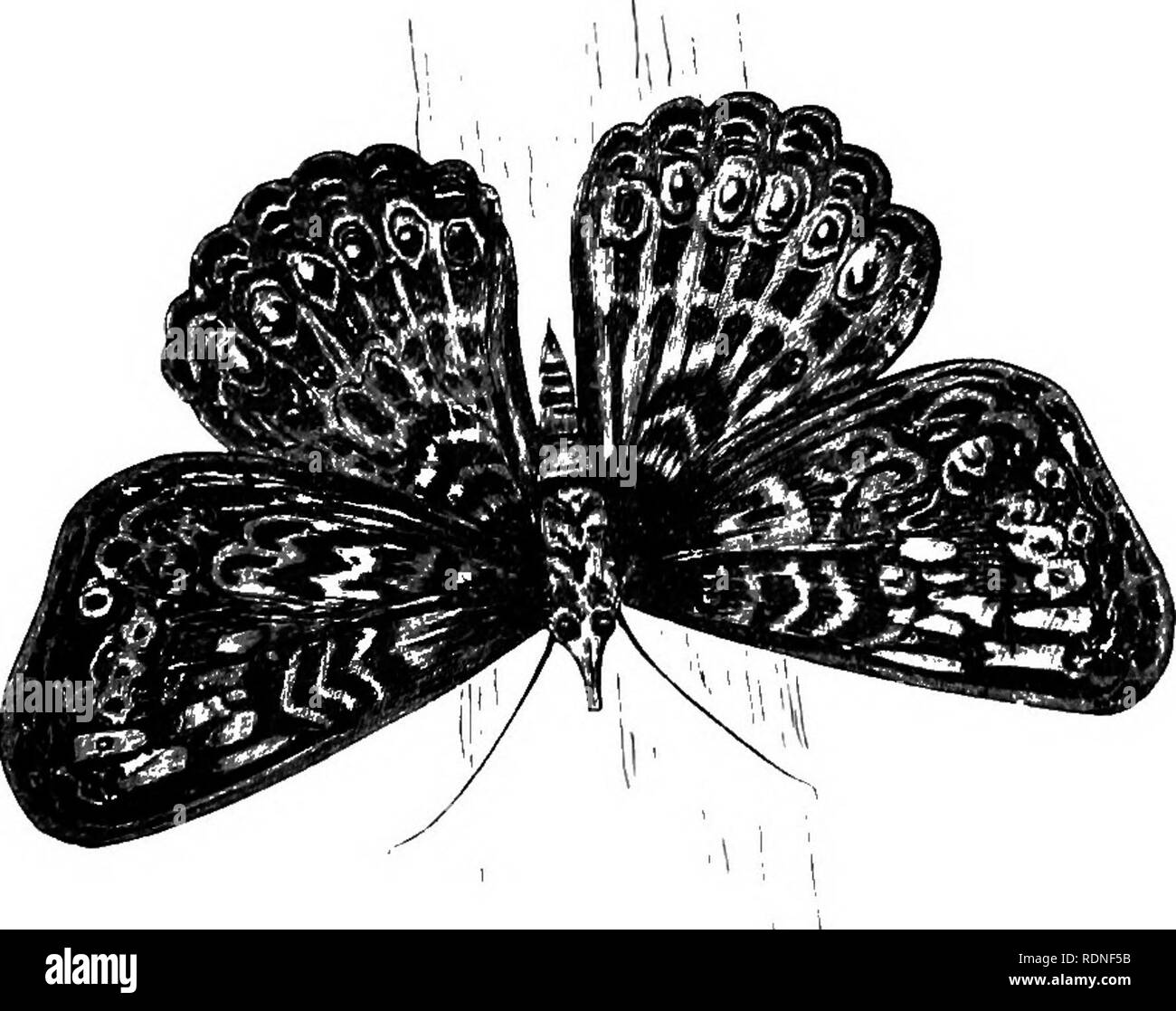 . Ufficiale di ricerche di storia naturale e la geologia dei paesi visitati durante il viaggio in giro per il mondo di H.M.S. "Beagle" sotto il comando del capitano Fitz Roy, R.N. Beagle spedizione (1831-1836); Storia Naturale; Geologia; viaggi intorno al mondo. Ragni 39 calmente, come è invariabilmente' il caso con il genere Epcira : essi vcrc separati tra loro da uno spazio di circa due piedi, ma erano tutti attaccati ad alcune linee comuni che sono stati di grande lunghezza, ed esteso a tutte le parti della Comunità. In questo modo le cime di alcuni cespugli di grandi dimensioni sono state ricomprese dalla Foto Stock