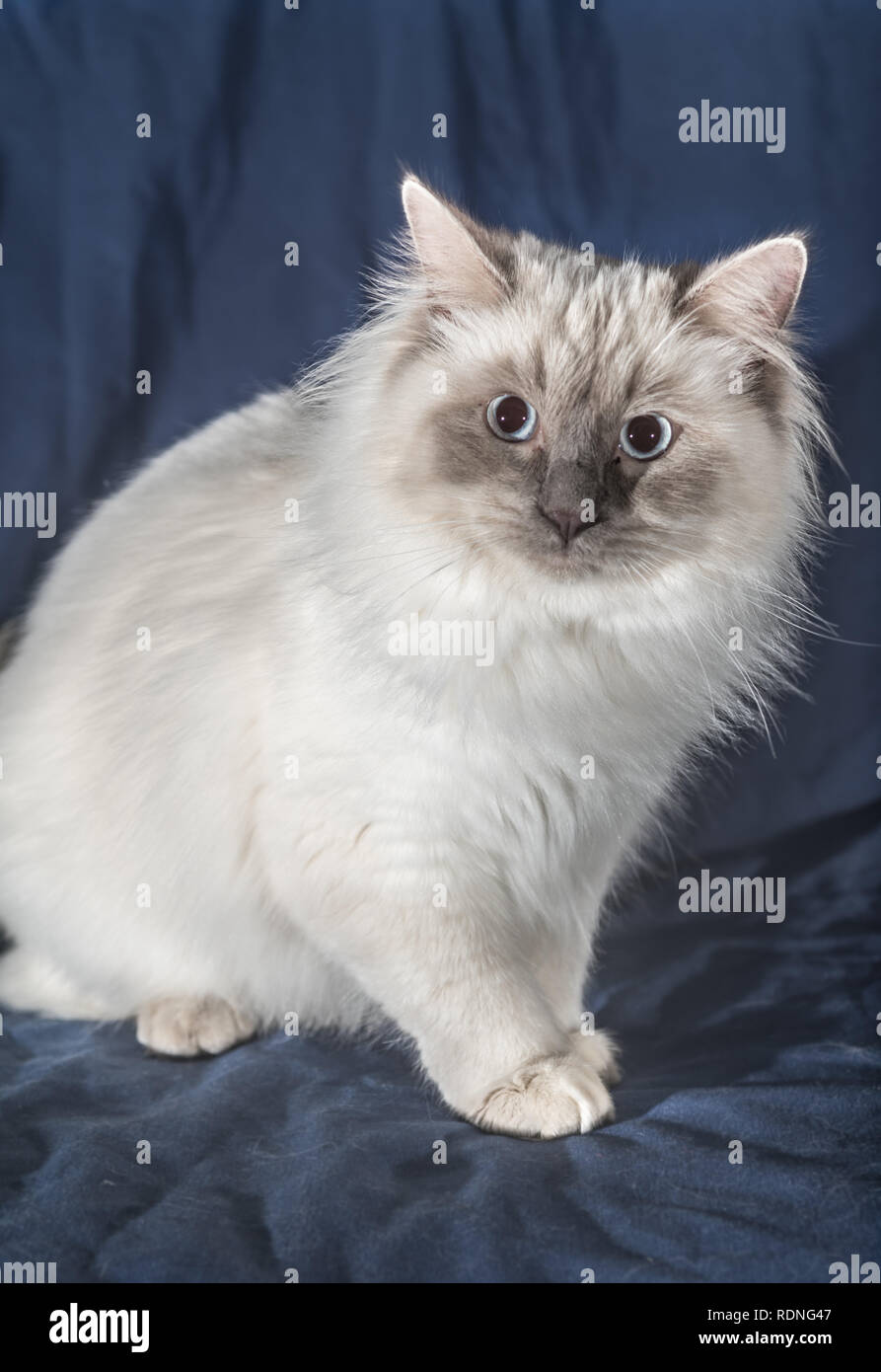 White rag doll cat Foto Stock