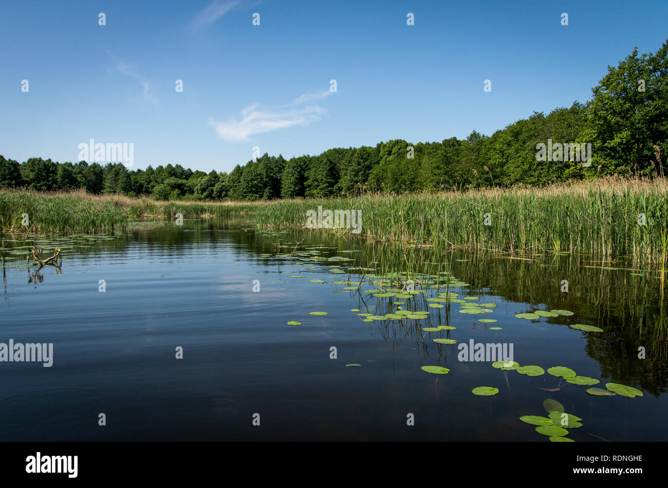 Estate paesaggio con fiume di palude e foresta. Foto Stock