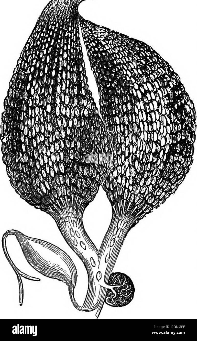 . Quinby è di nuovo l'apicoltura. I misteri di apicoltura spiegato. Combinando i risultati di cinquanta anni di esperienza con le più recenti scoperte e invenzioni e presentando i più metodi approvati, formante una guida completa per il successo di bee-cultura. Le api. 36 IL HOXET-Bee. WG ha chiaramente dimostrato, come molti altri, dal semplice test di un italiano di regina, fecandated da un drone nativo, â vehich prodotto italiano puro fuchi, e miscelati queens e dei lavoratori. Inoltre, quando un nativo regina incontra un italiano di fuco, il risultato è simile; i fuchi sono nativi puri, e gli altri di sangue miscelato. Th Foto Stock