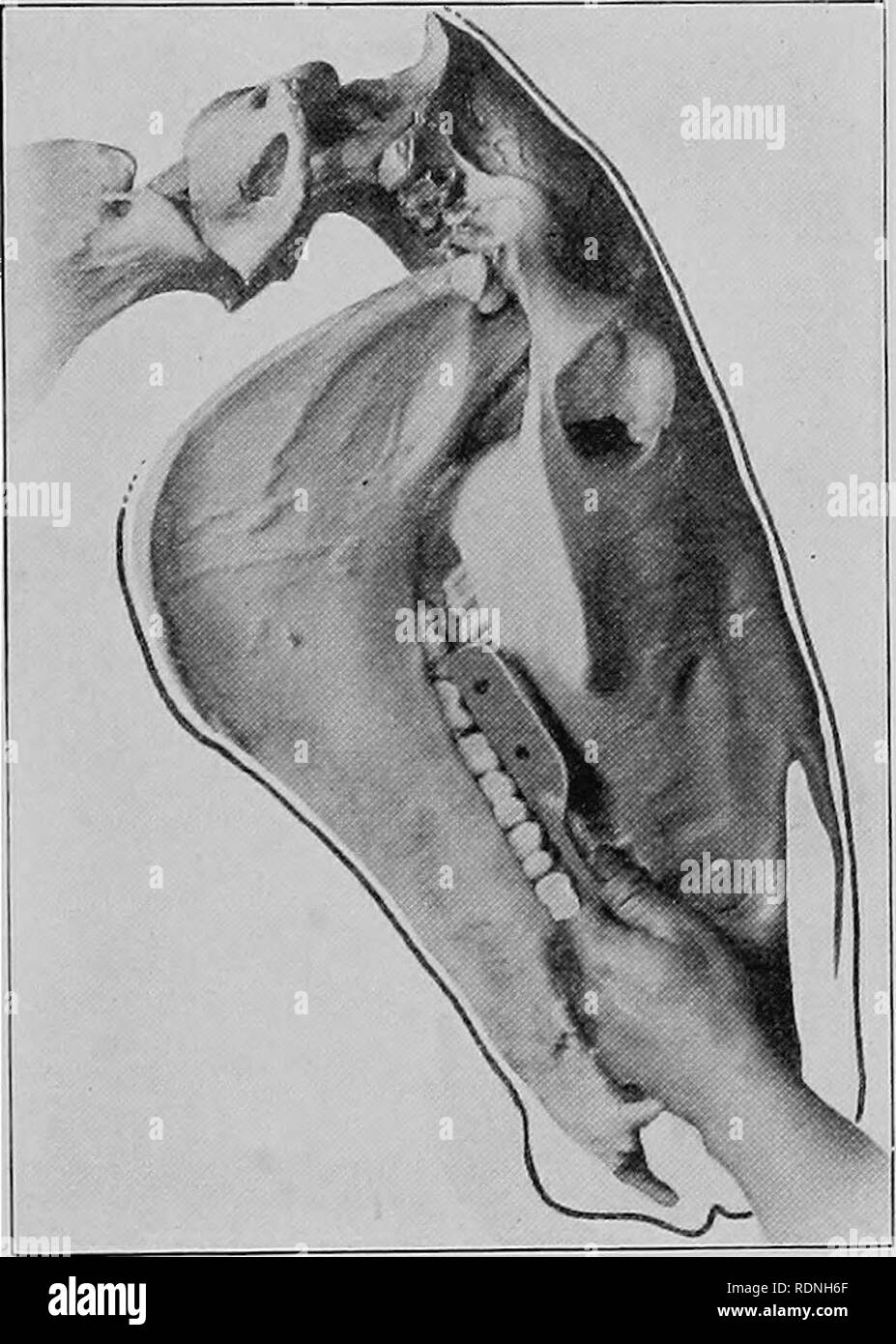 . Chirurgia veterinaria ... Chirurgia veterinaria; patologia veterinaria; cavalli; denti; gli animali domestici. Odontoiatria animale. 193 ers guadagno spesso l' impressione che alcuni operatori esercitano un influsso misterioso oltre i loro pazienti. Il segreto Hes unicamente a evitare l'uso della forza. Il cavallo sarà inviato nuovamente l'apertura forzata della ganascia, inserimento forzato della mano all'indietro nella regione molare, ritenuta forzato e lesioni alle strutture soft inflitti da impropriamente strumenti diretti. Per evitare queste manipolazioni il segreto è trovato. Apertura forzata della bocca è inutile. Fic. 1 Foto Stock