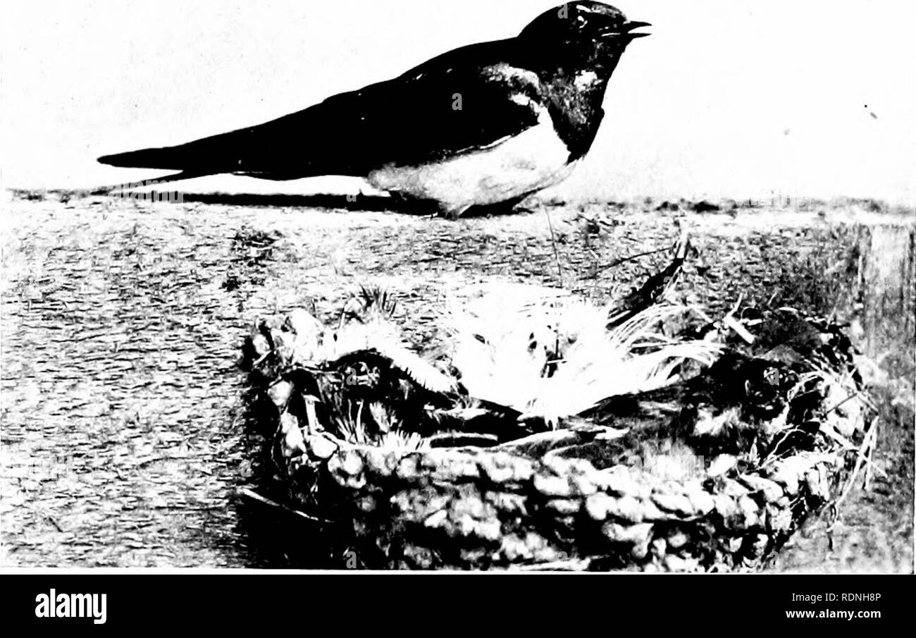. La vita animale. Zoologia. 208 vita animale alla scoperta di più di uno o due tipi di ronzio- uova di uccelli. Se questo è vero di uccelli, molto più di non tenere per gli insetti. I più esperti entomologo, dopo anni di ricerca in un quartiere, si guarda con un certo rammarico sulle mosche che scendere su di lui o posizionare il cursore del mouse vicino a lui, perché egli sa che è totalmente ignoranti della vita. FlG. 40.-nido di rondine. {A partire da un campione nel Museo di Manchester.) storia di nove su dieci tipi di ronzio vita d'estate. Dobbiamo ammettere quindi che gli insetti e uccelli posto i loro nidi nelle posizioni che sono usua Foto Stock
