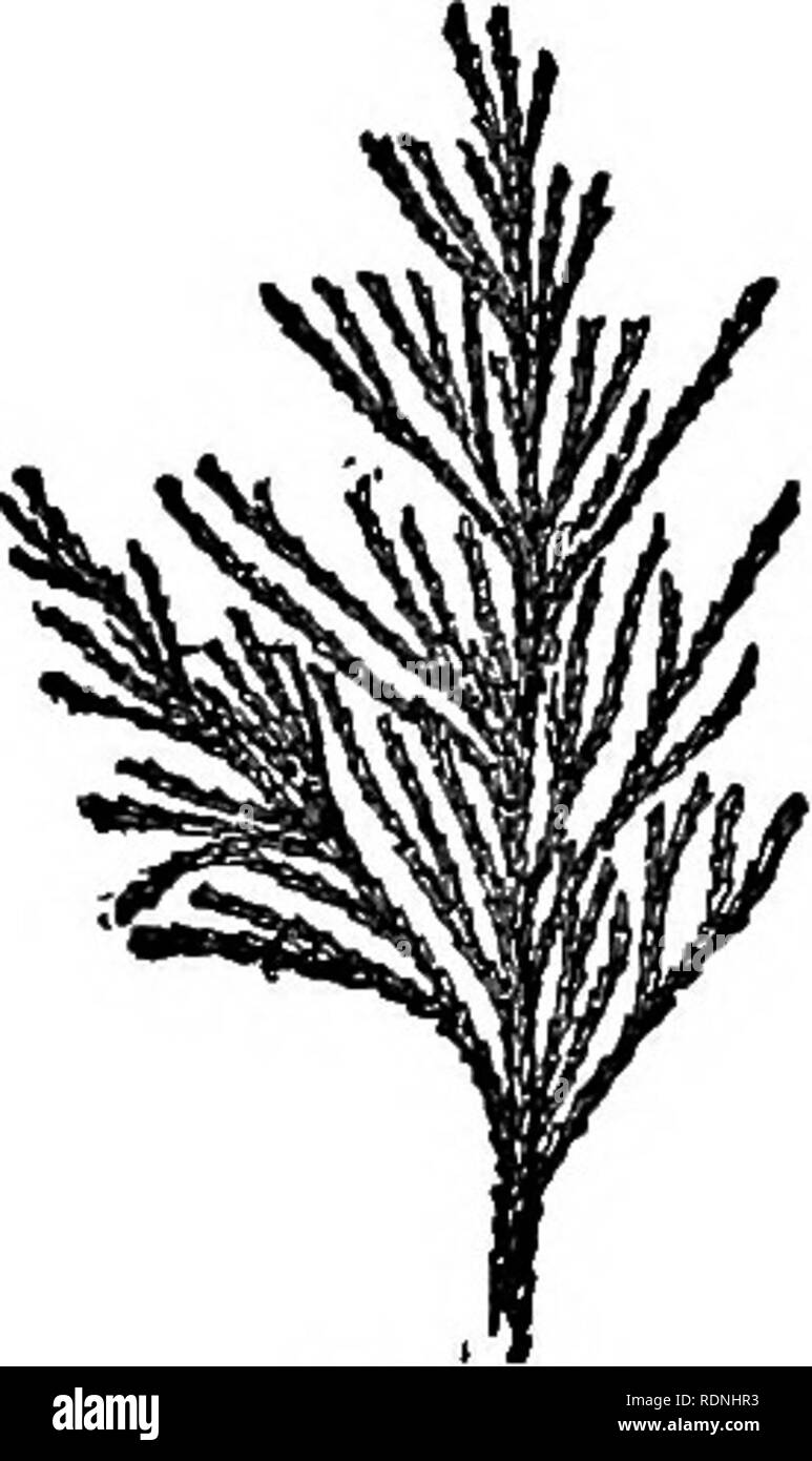 . La vita animale del nostro litorale. Con riferimento in particolare al New Jersey costa e la sponda meridionale di Long Island. Animali marini. '^^. Membkanipoka (ingrandita). Polypide (ingrandita). Alcyonidium. stuoie,' che si trovano di solito sulle fronde di mare-erbaccia. Uno di questi (Membranipora) fa di piccola scala come patch, mentre un altro (Flustra) avviene in ramificando o la diffusione di filiali. A meno facilmente riconoscibili in forma di polyzoan, il Alcyo- nidium, rendendo croste carnose un terzo di un pollice o più di spessore, si trova frequentemente avvolgente piccoli sassi, ramoscelli, ecc. Mentre forse la maggior parte Foto Stock