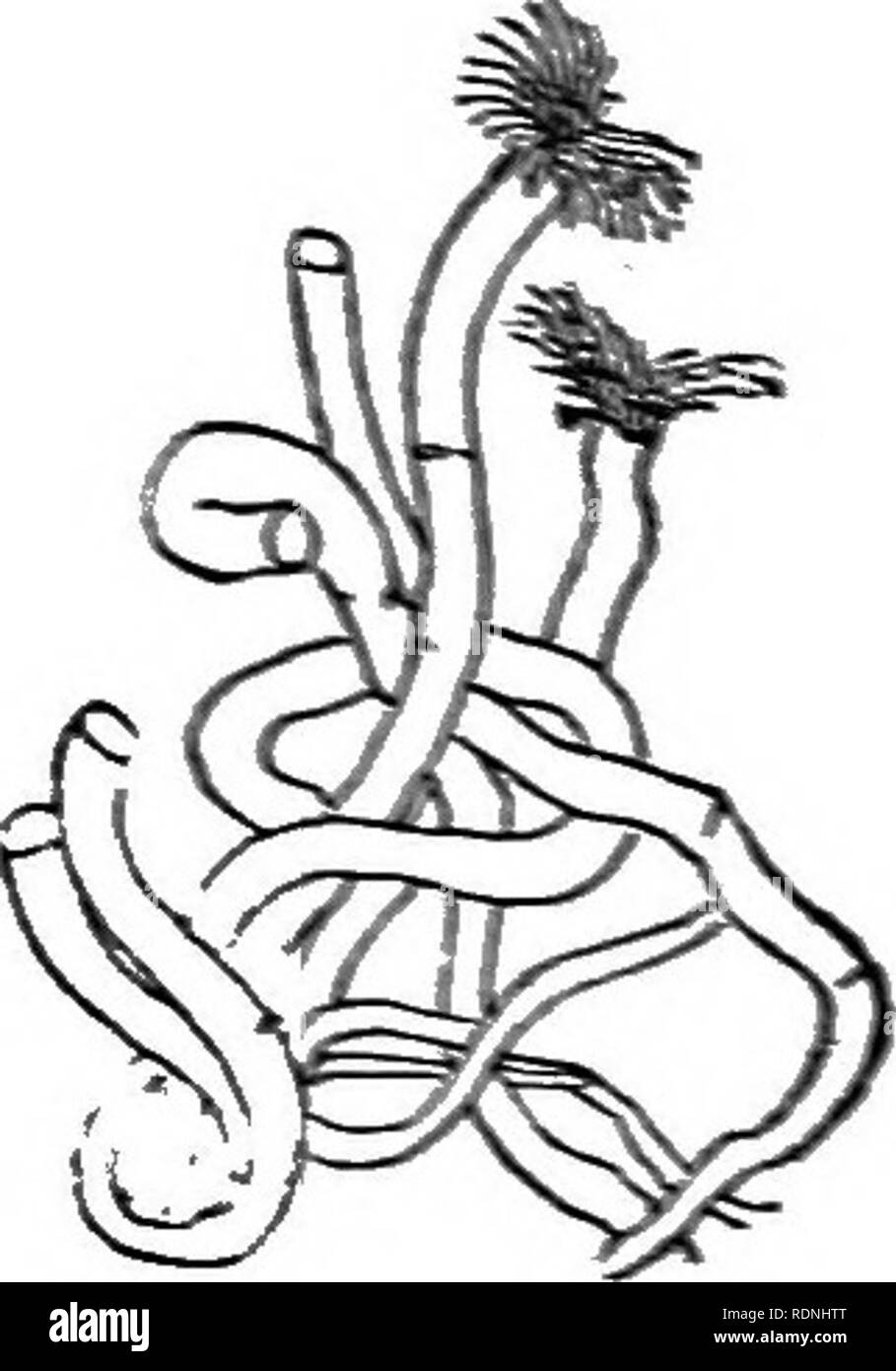 . La vita animale del nostro litorale. Con riferimento in particolare al New Jersey costa e la sponda meridionale di Long Island. Animali marini. wosMS. jtfoss-poz rps. spoxges, EVC. 109 l'abitudine di freqaentlj ranning abont o saHying via ha dato il nome al • rauViLTs (Errau- tia). Il Xerei? Di per sé è un animale notturno e somerimes appare in grandi numeri di nuoto circa in prossimità della snrfaee ot sull'oceano. Tutti i moduli thai sono state qui notare hanno il corpo in op di una notevole nnmber di anelli o urniili. che vanno a diverse centinaia, che su entrambi i lati danno origine a due file di spine Foto Stock