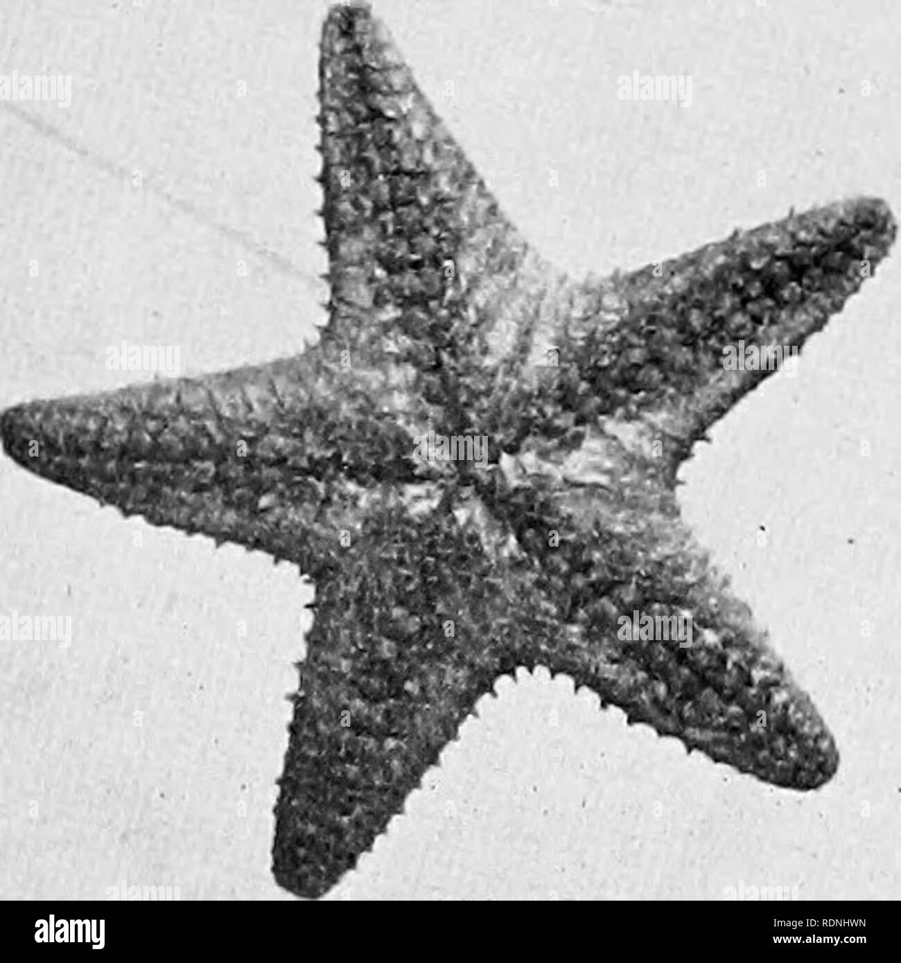 Costa del mare della vita; gli invertebrati del New York costa. Animali  marini. STARFISHES, ricci di mare E-CETRIOLI 55 Il fango di stelle marine  fCtcnodiseus a-ispatus, Fig. 27), è abund- ant