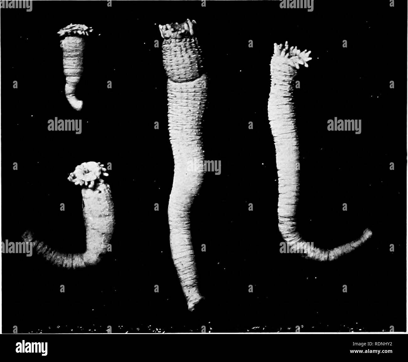 . Costa del mare della vita; gli invertebrati del New York costa. Animali marini. 46 MARE vita essa vive in situazioni di scuro sul sotto i lati delle pietre, o all'ombra di pile di banchine al di sotto di basso livello della marea. Talvolta, come sempre, si è trovato quasi sepolto in ghiaia o sabbia grossa. Il corpo. Fig. 22: sabbia-ANEMONE, Long Island Sound. è di un delicato giallo-marrone, ed è semi traslucido mentre i lunghi tentacoli di rastremazione sono bianchi o traslucido-di colore marrone. Questa specie prospera bene entro un salt water aquarium. Il Passion-Flower Anemone, fCovdylactis passifloraj, si trova nella zona ovest di Indie Foto Stock