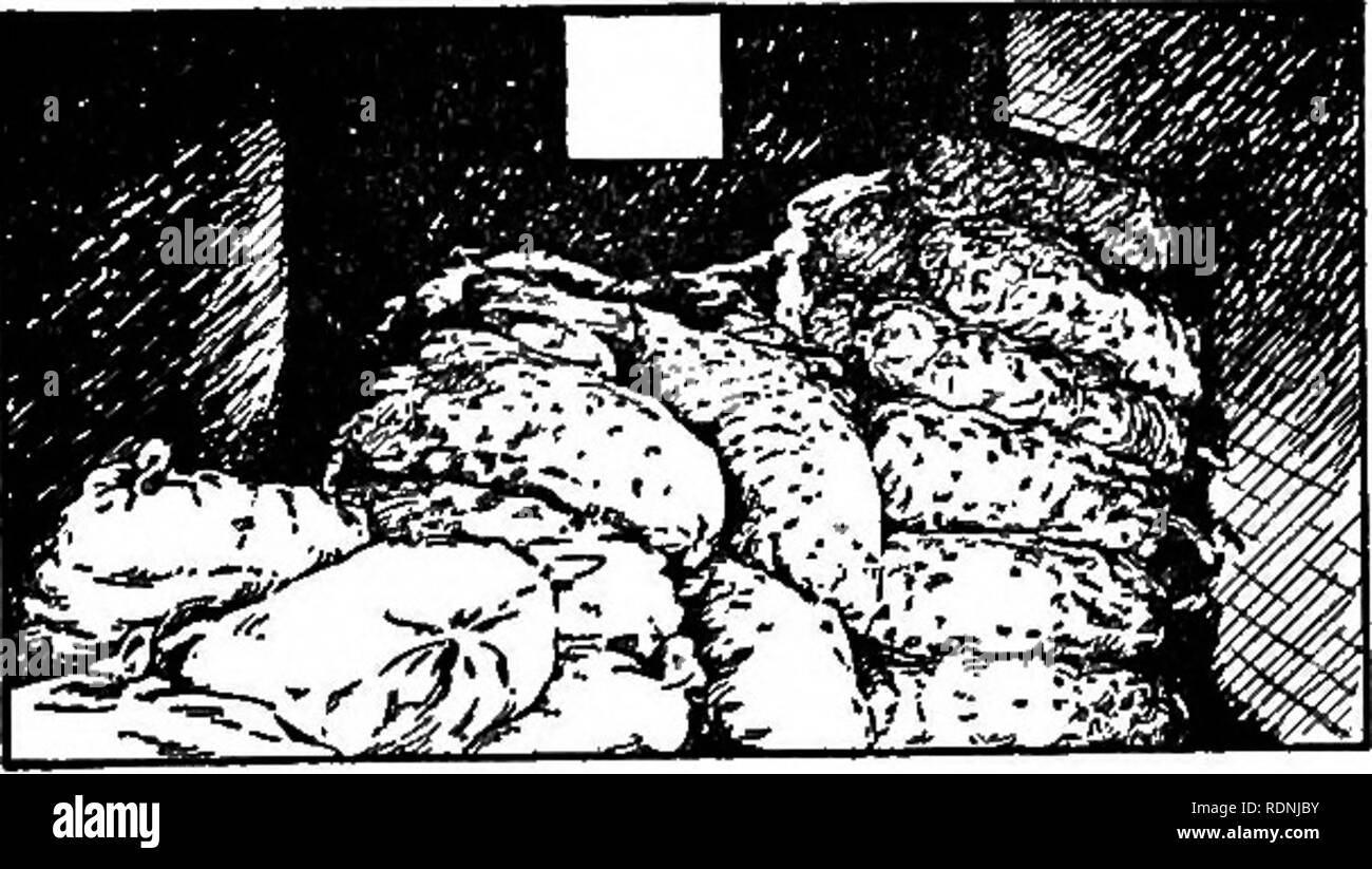 . La patata dolce; un manuale per il coltivatore di pratica. Patate dolci. Figura 46.- saccheggiata patate dolci che vengono spediti in stock car. Abbondanza di ventilazione, ma pericolosa su ac- conteggio delle variazioni di temperatura. altri. Con un panno-top di barili, meno lividi sarà per- haps risultato se lo strato superiore viene caricato su di sentina. Quando caricato in quest'uomo- ner il panno-tops dovrebbe essere collocato a- ward l'interno, par- ticularly nella porta- modo. In vecchi veicoli di dimensioni a volte è necessario caricare tutte le canne su cui sentina sono nel vano della porta per assicurare un accoppiamento a tenuta. In tutti i casi i portali devono essere spogliato fino Foto Stock