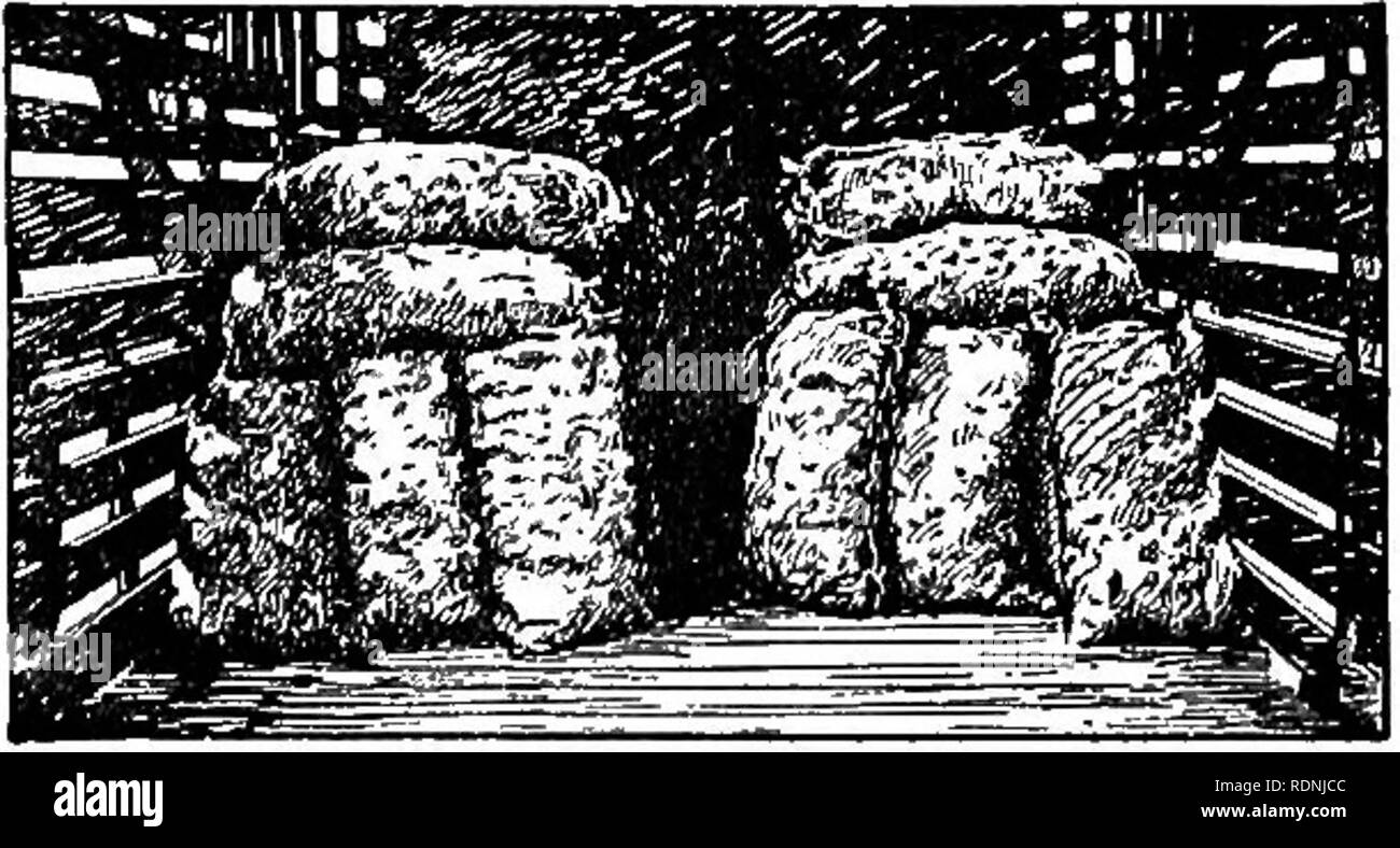 . La patata dolce; un manuale per il coltivatore di pratica. Patate dolci. Preparazione per il mercato 235. Figura 46.- saccheggiata patate dolci che vengono spediti in stock car. Abbondanza di ventilazione, ma pericolosa su ac- conteggio delle variazioni di temperatura. altri. Con un panno-top di barili, meno lividi sarà per- haps risultato se lo strato superiore viene caricato su di sentina. Quando caricato in quest'uomo- ner il panno-tops dovrebbe essere collocato a- ward l'interno, par- ticularly nella porta- modo. In vecchi veicoli di dimensioni a volte è necessario caricare tutte le canne su cui sentina sono nel vano della porta per assicurare un accoppiamento a tenuta. In tutti i casi il doo Foto Stock