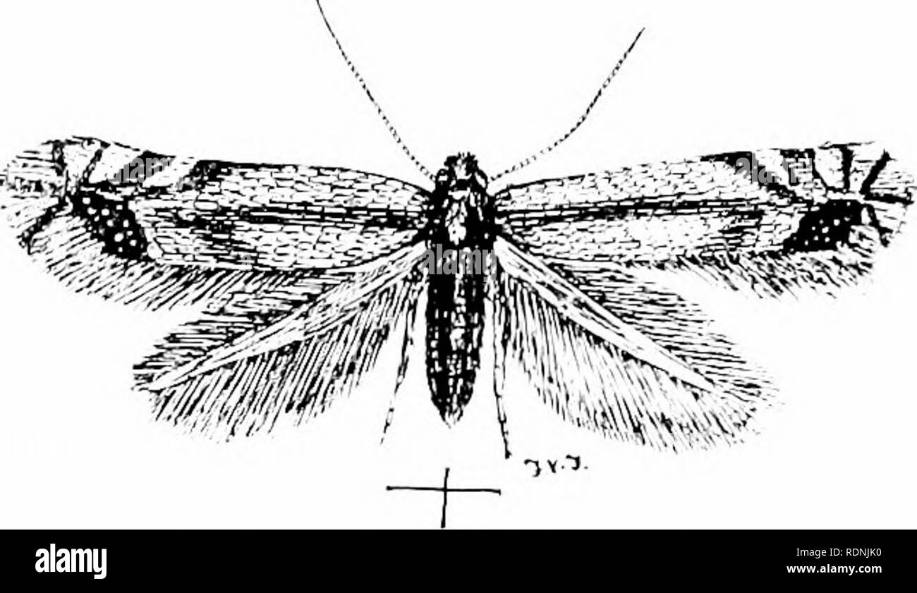 . Gli insetti ed altri parassiti alleate di Orchard, Bush e serra la frutta e la loro prevenzione e trattamento . Pesti di insetto; frutta. Iihsfcls, ecc, Injuriou.s a tltc Penr. 333 prima essi avo wliite, Imt liecomu wlieii verdolino lialf ,^ri)RM, witii un darlver dnrsal verde linea. Tliere limr sono coppie di cnrinus prneesses laterale. Leni^tli quando matirre circa [ poll. Quando è maturo tliey crawl nul nf le foglie, e nel mese di agosto e settembre l' spin un bozzolo in varie fessure sugli alberi e anche sul terreno. I bozzoli di pura seta bianca, sono indirizzati a ciascuna estremità e sono bordati con wliit allentati Foto Stock