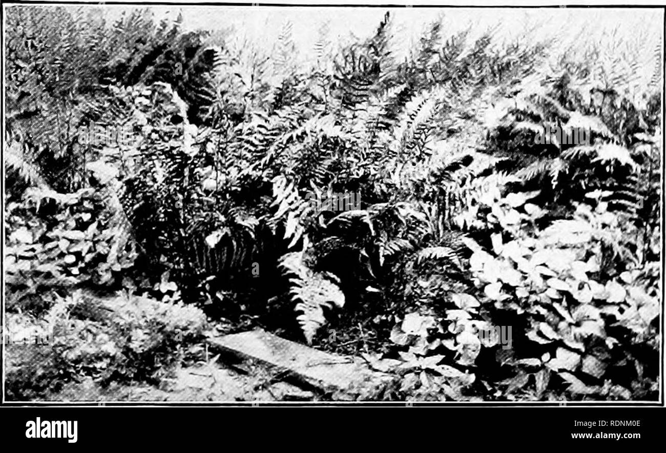 . Attorno ad un antico casolare; un libro di memorie. Huston, Paolo Griswold; della vita agricola; storia naturale. 22 attorno ad un antico casolare. prato, 'tis un luogo per il tiro con l'arco; un posto anche per Box- siepi di legno e una meridiana. Croquet, tuttavia, ha avuto il suo inning come il preferito di divertimenti all'aperto, e. "Fiori Selvatici e felci." molti un gioco duro di quoits è stato piantato in tutta la cotica erbosa con cavalcate. Waxwings costruiscono i loro nidi tra i rami di cedro che sfiorano la casa; un bluebird annualmente ha la sua casa nella cava di arto morto un ciliegio dolce; i piccoli nidi di canzone passeri sono ben nascosta lì un Foto Stock
